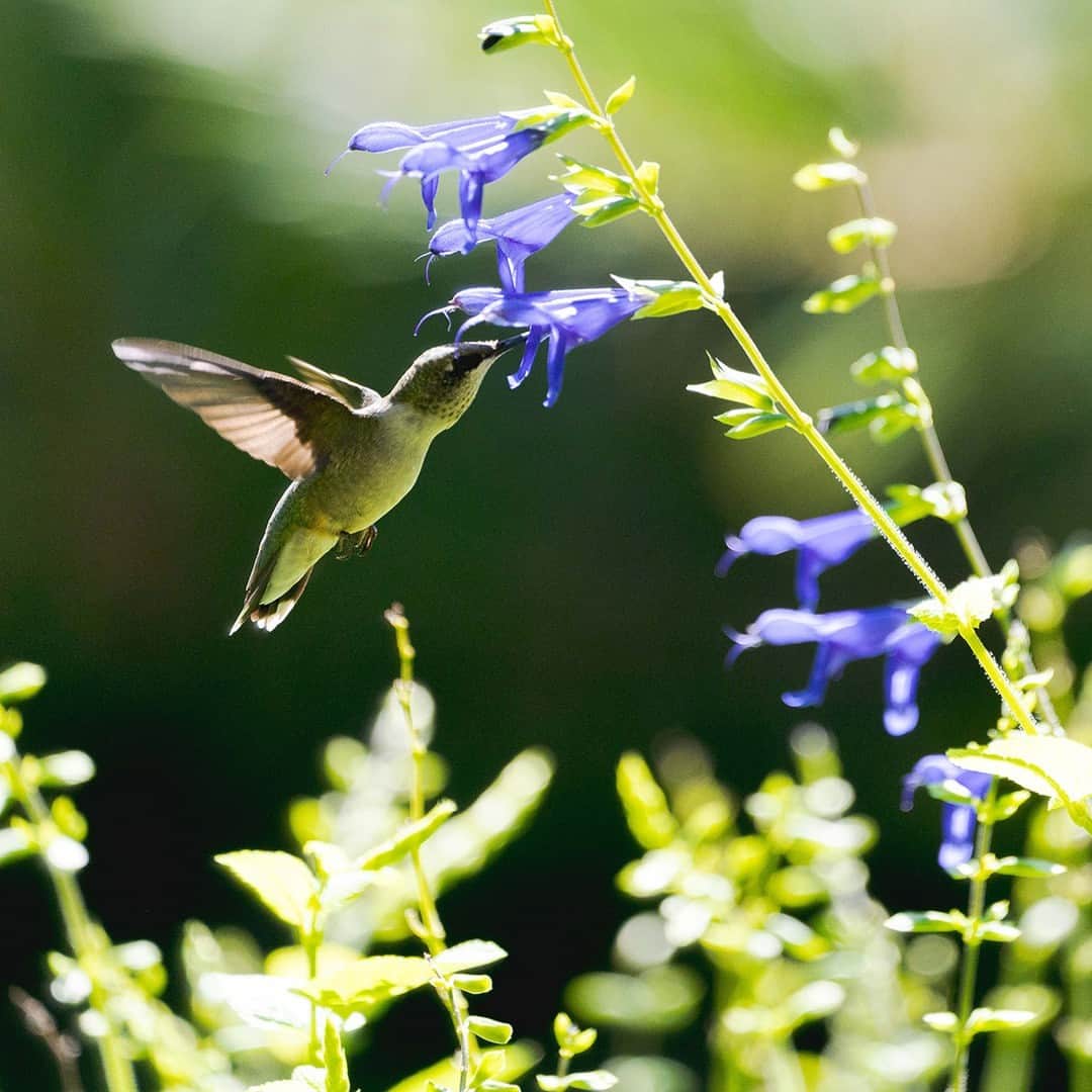 ニューヨーク植物園のインスタグラム：「Hummingbird alert! For all of you asking when we’d see them this year, the time is now. 🚨🐦   The ruby-throated hummingbirds that take lunch at the Garden in late summer and early fall have been elusive—at least until this week. Look for these hovering green puffs of energy throughout our collections, and especially in the Perennial and Native Plant Gardens.   Have the hummingbirds made it to your neck of the woods yet? Let us know in the comments!  #hummingbirds」