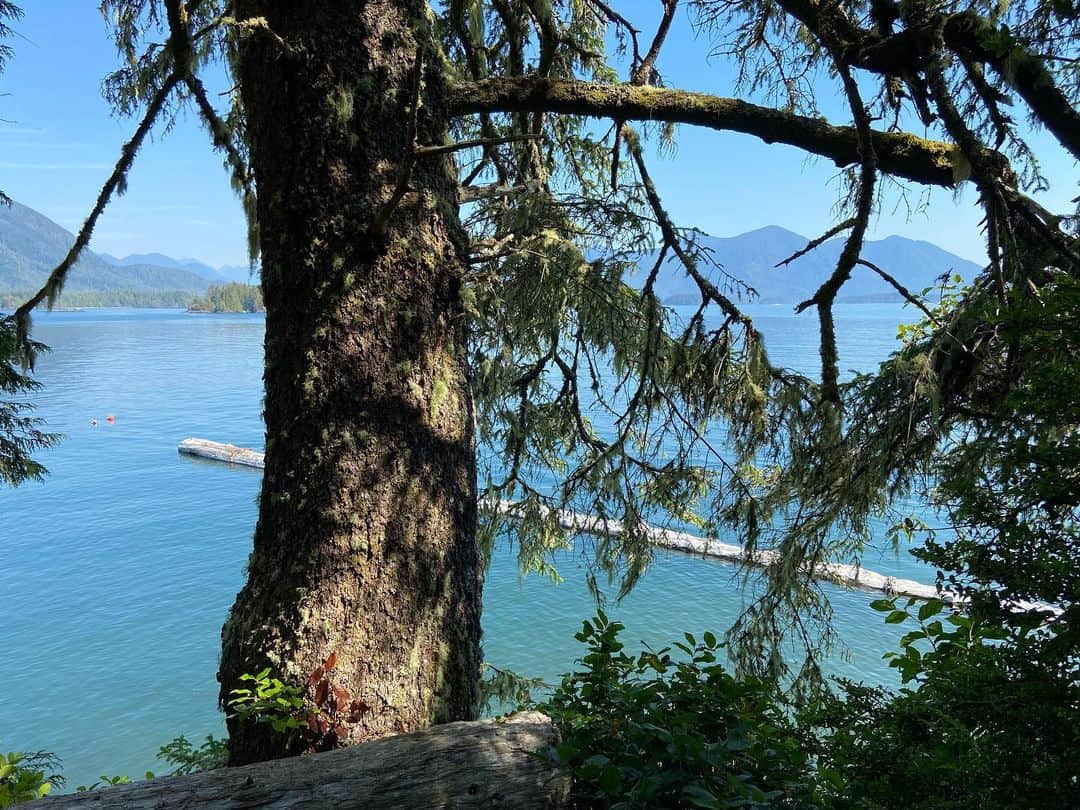 サイモン・ネスマンのインスタグラム：「New breakwater log for those stormy southeast days @cedarcoastcentre」