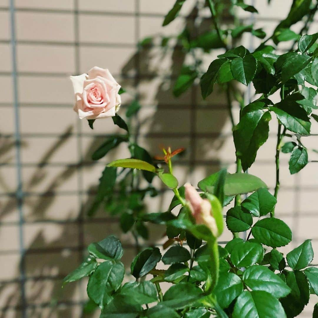 結城さなえさんのインスタグラム写真 - (結城さなえInstagram)「こんばんは、バラ子です🌹  お久しぶりのバラ子さん、 夏は暑さにやられて、ややぐったりでしたが、9月に入り無事復活👏🏻 今回は面白いところから花を咲かせてくれました〜。 というのも普段バラはだいたい、一番高いところに栄養が集中して花を咲かせるのですが、今回はちょうど真ん中くらいから。 しかも、ひょいっとこちらを見てる感じがなんとも愛らしい♡  今日は雨風に備えて屋内に避難。 蕾がつき始めたバラ美さんと久々のツーショット。 バラ子2は後ろに隠れてます✨  秋もよろしくね☺️  #バラ子の成長日記  #バラ美の成長日記 #バラ子2の成長日記 #バラ　#挿し木 #薔薇 #バラ栽培  #バラの挿木 #赤いバラ　#ピンクのバラ #緑のある暮らし #花のある暮らし #観葉植物　 #花 #バラ子 #202105 #バラ美 #202203 #バラ子2 #202304  #flowers  #rose #plants  #roselover #red #pink #2023 #summer #green #interiorgreen」9月9日 0時18分 - yuukisanae