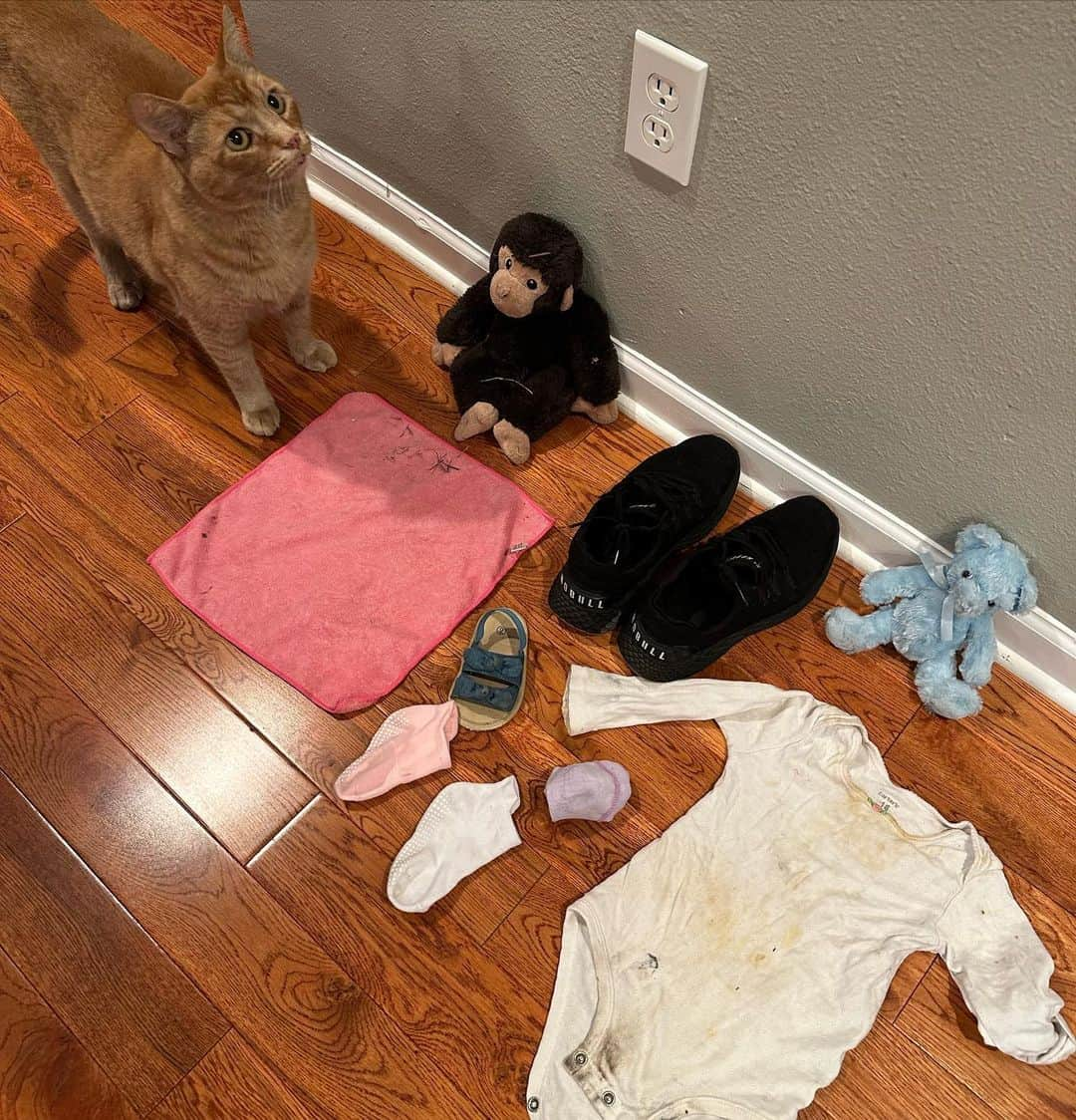 Snorri Sturlusonさんのインスタグラム写真 - (Snorri SturlusonInstagram)「STOLEN: Monkey stuffie, white food-encrusted onesie, pink microfiber towelette, two individual baby socks, one balled up pair of baby socks, a pair of black NoBull CrossFit shoes, baby sandal, and a blue teddy. After several weeks of rest, Snorri roared back into action over the last couple nights.  #snorrithecat #catburglar #kittyklepto #nw #hillsborooregon #shutepark #catsofinstagram」9月9日 0時26分 - snorrithecat