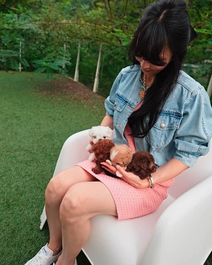 Rolly Pups INCのインスタグラム：「It's playtime at KPUPs n ROLLY! All our puppies are socialized with each other throughout the day and enjoy their stay until traveling to a new home 🏡」