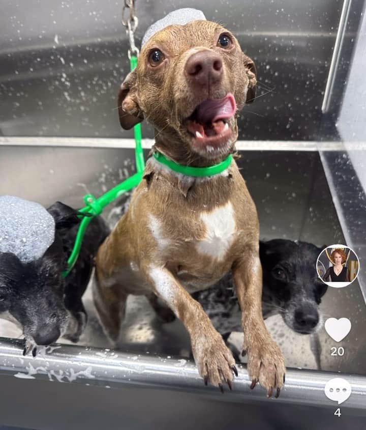のインスタグラム：「DOGGY SPA DAY!  Happy Friday!  Enjoy The Cuteness!  #dogsofinstagram #puppiesofinstagram #dogs #puppies #cute」