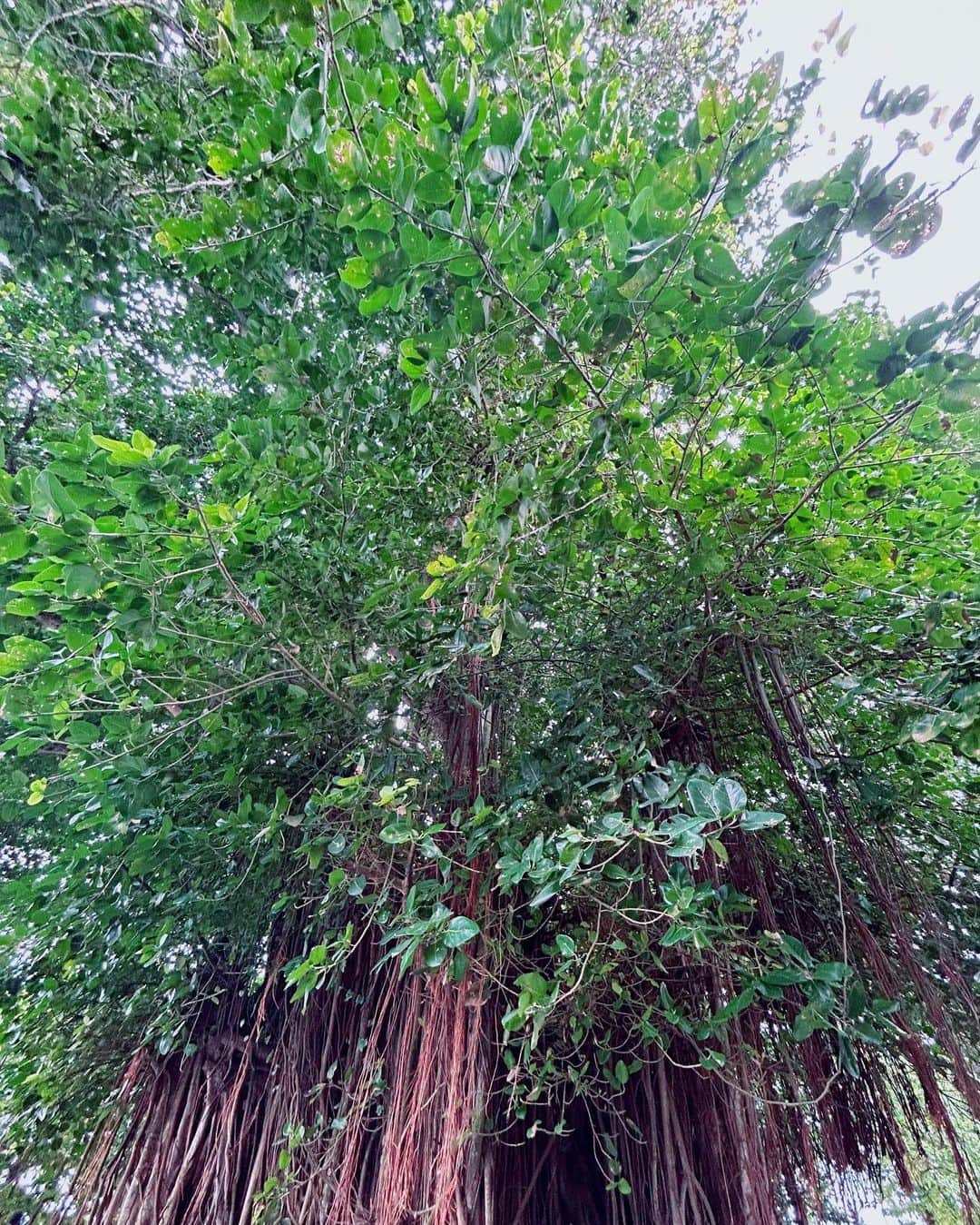小西真奈美さんのインスタグラム写真 - (小西真奈美Instagram)「アーユルヴェーダ。 治療体験と、色んな勉強を兼ねて初のスリランカへ。 なぜ『治療体験』かというと、 アーユルヴェーダは5000年前からある、医療だということを知ったからです。 森について、自然について、心身の健やかさについて学んでいく中でそのことを知り、 身を持って体験して勉強したい！ とずっと思っていましたら、今回ご縁があってスリランカへ行けることになりました😊  でもやっぱり目が行くのは早速、森😄🌳 樹々の持つ雰囲気が全然違います。 生命力がパワフルというか、ガシッと力強い感じです。 そのことを森について教えてくださっている方にお伝えしたら、 『異国の自然に触れると、日本の森とは心が通じ合ってる感じがしますよね。』と。 本当にその通りだなぁ。と😌 だから安心感や畏敬の念を感じるのですね。  でも滞在中に、こっちの森とも心が通じ合えればいいな。と思っています。  自然について。 身体について。 知れば知るほど、あらゆる角度から学べば学ぶほど 面白い。  最後の動画はお猿さん発見！ リアルジャングル😂🌳  #スリランカ #アーユルヴェーダ #体験 #学び #森 #樹々 #ジャングル」9月8日 16時29分 - manami.official