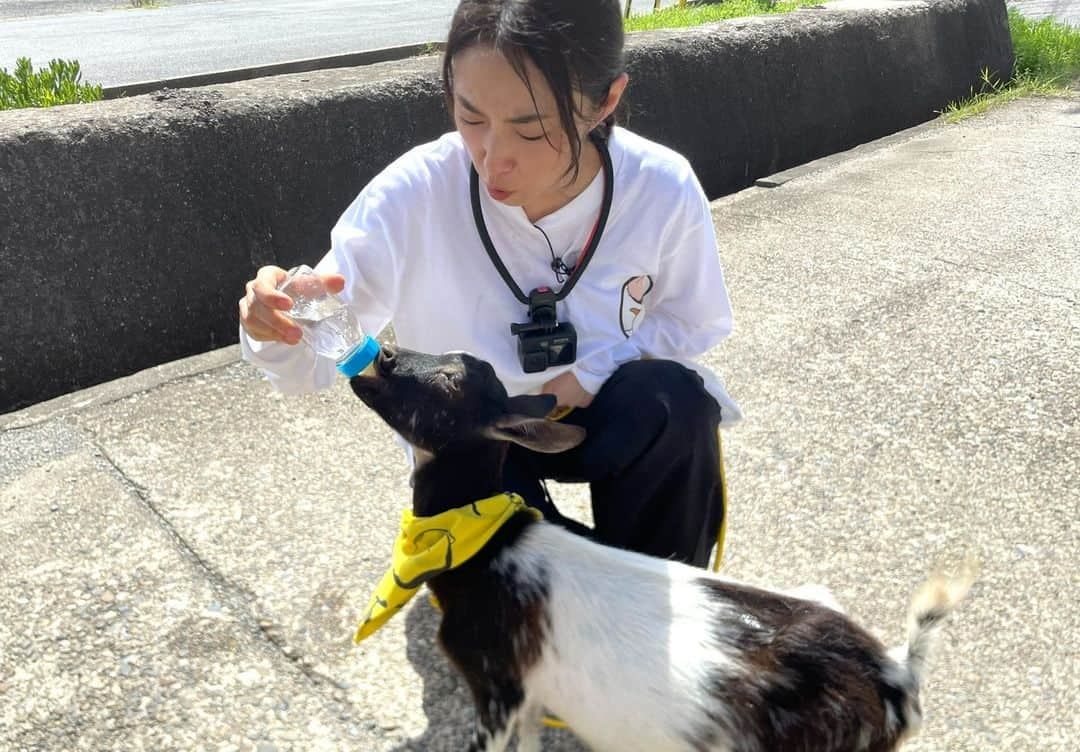 テレビ東京さんのインスタグラム写真 - (テレビ東京Instagram)「. ＼#ヤギと大悟🐐🌱めぇ／  本日から4週にわたり 千葉県銚子市で雑草モグモグ旅🌈  ☀️今回のゲスト☀️ 🍀9/8、9/15、9/29 #MEGUMI さんは大悟と同郷の岡山出身‼️軽トラトークで大盛り上がり🛻  🍀9/15、9/22、9/29 #トータス松本 さんは持ち前の人の良さとフランクさで地元の方と触れ合いまくり😊  本日の放送は✨ ⭐️ポポ初の海🌊で大興奮⁉️ ⭐️まさかの発表に大悟も驚き⁉️ ⭐️子ヤギ・モロコシ🐐も登場🥰 　その激カワな姿にポポ拗ねる⁉️ ⭐️大悟と同郷・岡山出身の #MEGUMI さんと地元トーク😊  リアルタイム＆見逃し配信🌱 ➡️https://tver.jp/live/simul/lein7nurqt  主役 #ヤギ(通称 #ポポ) 相方 #大悟(#千鳥) 🐐…」9月8日 16時57分 - tvtokyo_pr