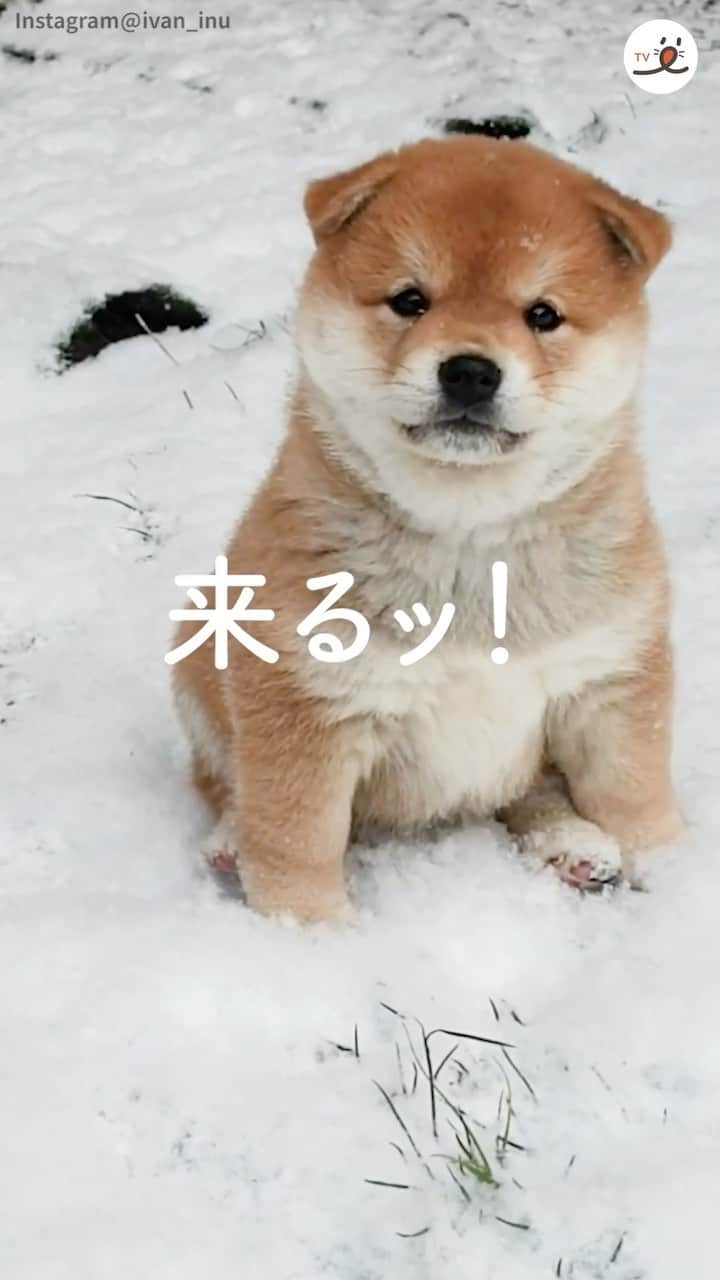 PECO いぬ部のグルメインスタ