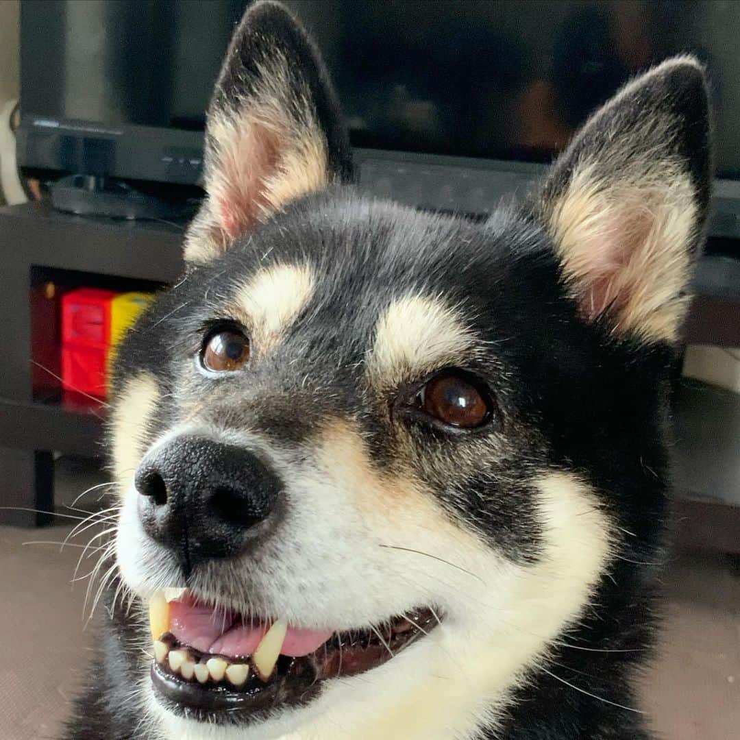 vo_coのインスタグラム：「🐾 こたちゃん、外耳炎の検診がんばってきました 腫れもかなり引いてたけど、奥の方にまだ少し炎症があって、そこを触られた時だけめっちゃ怒ってた それ以外はおとなしく上手に出来て、先生に褒められたね あとは経過観察かな 早く完治するといいね！ ＊ #shibastagram #instashiba #shiba #shibainu #黒柴 #柴犬」