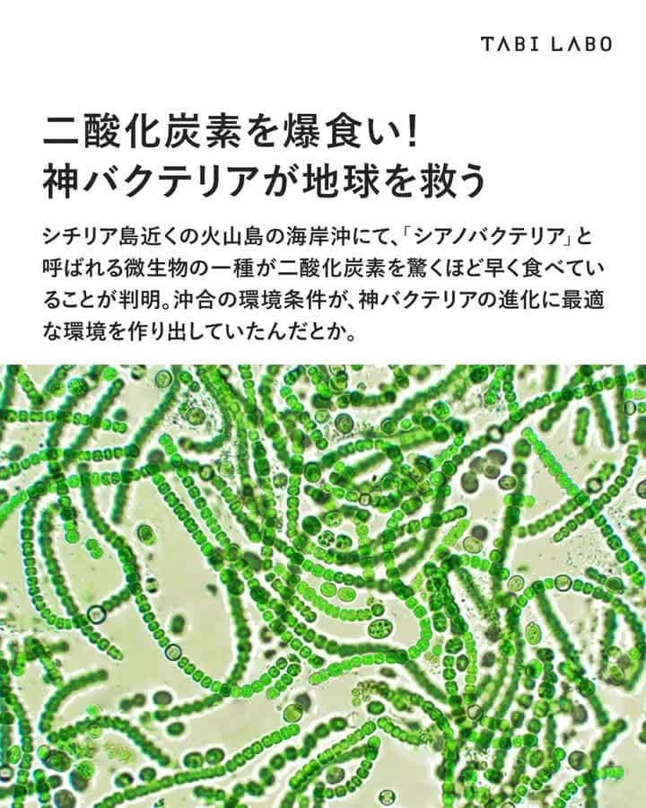 TABI LABO【公式】のインスタグラム：「地球を救うカギになるかもしれない最強のバクテリア君。きっとどこかに生息しているはず……  #バクテリア#救世主#シアノバクテリア#二酸化炭素削減#爆食い」