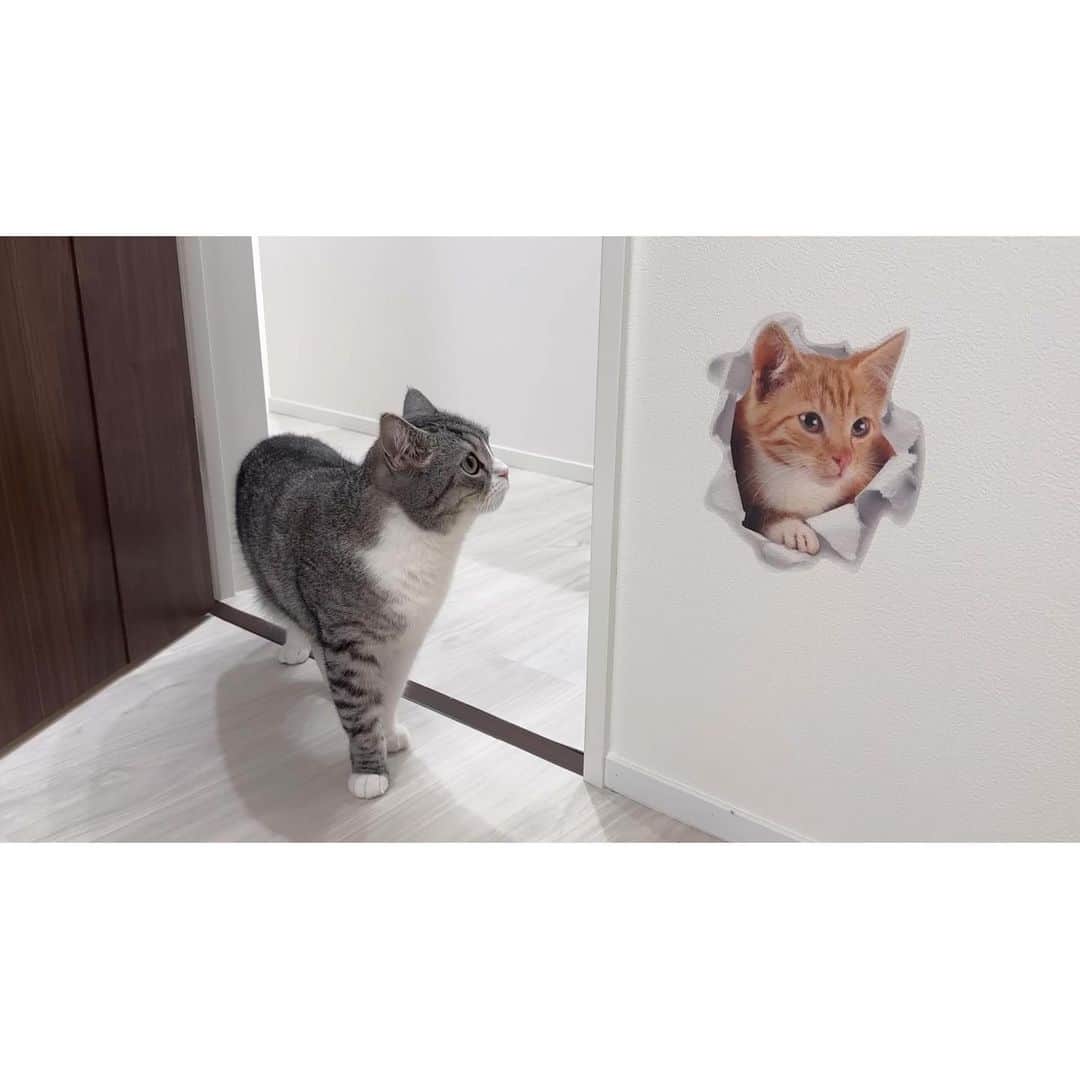 もちまるさんのインスタグラム写真 - (もちまるInstagram)「トリックアートを見たときの猫たち」9月8日 18時06分 - catmotimaru