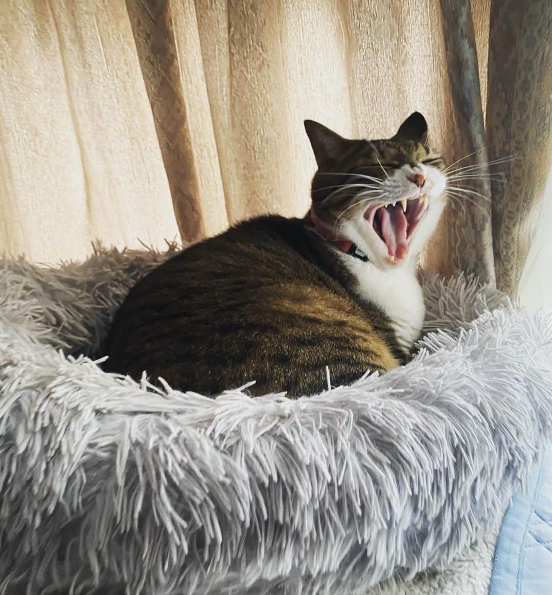 野本かりあのインスタグラム：「ルカがフカフカベッドで寝た。 もう秋なんだね。 #lukarly #catsofinstagram #にゃんすたぐらむ #きじしろ」