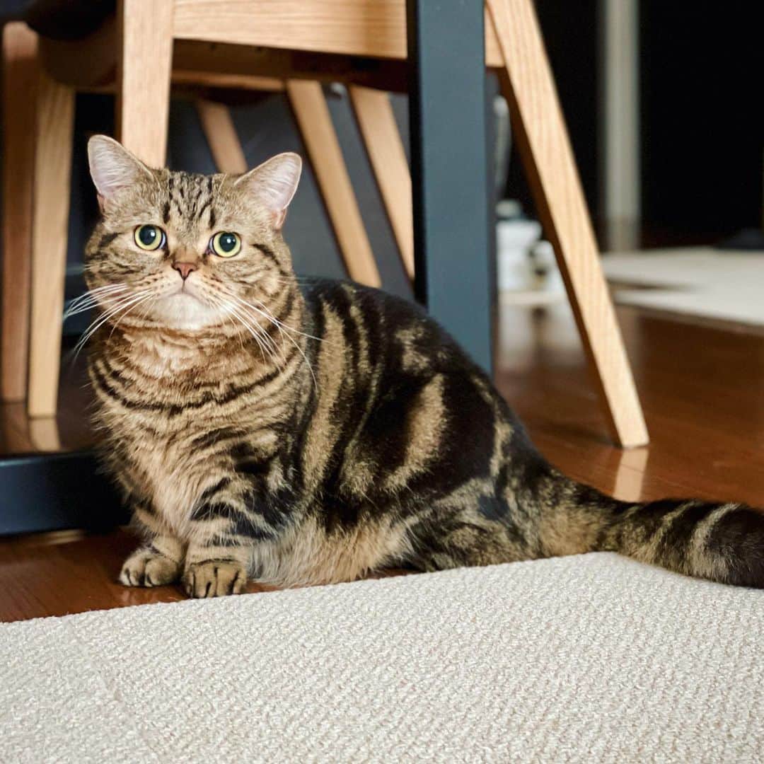 Purin_munchkincatのインスタグラム：「メル、誕生日おめでとう🎉✨ ２歳になりました！ 最近のメルのいろいろショット📸 メルの顔が可愛くって何でもないときでもつい写真を撮っちゃうから、正直最近はプリンよりも写真多い😂 いろんな顔を見せてくれて、一緒にいて飽きません🎶 ２歳のメルもよろしくね！  公式LINEに是非「メルちゃんお誕生日おめでとう！」って送ってみてね💌  #happybirthday  #短足マンチカンのプリンとメル #マンチカン #茶トラ #キジトラ #短足 #短足マンチカン #子猫 #ねこ部 #cat #munchkincat #catstagram #ilovecat #ふわもこ部 #catloversclub #munchkinlovers #catsofinstagram #にゃんすたぐらむ #ねこのいる生活 #猫好きさんと繋がりたい」