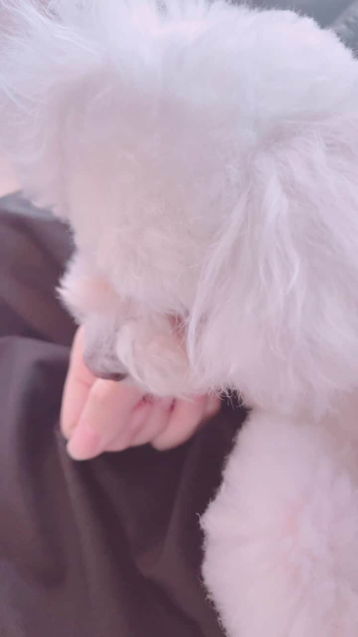 のインスタグラム：「このわんちゃん可愛すぎるんだが？？？」