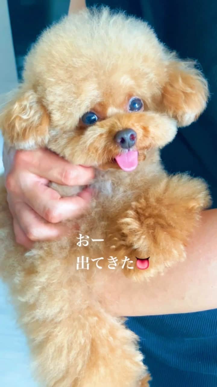 しらす先輩のインスタグラム：「しらす先輩のひとり祭り🏮👘✨？😂 本日の先輩はちゃんと出してて まるでイヌのようです🐶？…？？ イッヌだよね、しらすって🤔 これホントの話なんだけどね、 その日によっては たぬき、熊、レッサーパンダ、トイプーなど 顔がおかしいの🤣🤣 って、アホな事言ってる母ちゃんが1番おかしい🤣🤪 ・ ・ ・  #toypoodlelover #toypoodlered #toypoodlegram #poodlelife #teacuppoodle #トリミング#かわいい犬 #ig_pic #beatifuls #prettydogs #toypoodlesofinstagram #adorable #poodlestagram #inulog #ティーカッププードル#トイプードル大好き #poodlestagram #トイプー#かわいすぎる #乳酸菌 #instapet #癒しわんこ #愛犬#toypoodle#poodlelove#insta_fun#yolo」