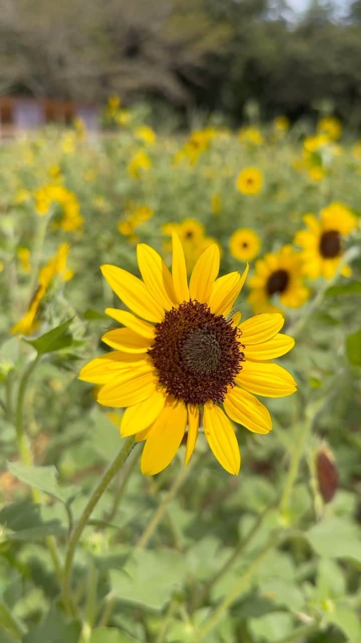 RISAのインスタグラム：「. 📍成田ゆめ牧場　 　　ひまわり畑🌻💛  . 毎年ひまわり畑に行ってみたいなって思ってて 今年ようやく行けたんだけど♡  行くのが遅過ぎてお目当ての背の高い 大きなひまわり畑は狩られてしまってて 見れなかった🥺💦💦  . 来年こそは…🥹🌻  . 成田ゆめ牧場はワンちゃんもokだから 連れてったんだけど、暑過ぎてちょっと可哀想だったかな😢  . 涼しくなったらまたレディとお出かけしたい🐶❤️  .  .  #ひまわり畑 #ひまわり畑🌻 #ひまわり #花畑 #絶景 #成田ゆめ牧場 #愛犬 #夏の思い出 #インスタ映え #愛犬とお出かけ #ミニチュアダックス #レディ #レディたん #千葉観光 #sunflower」