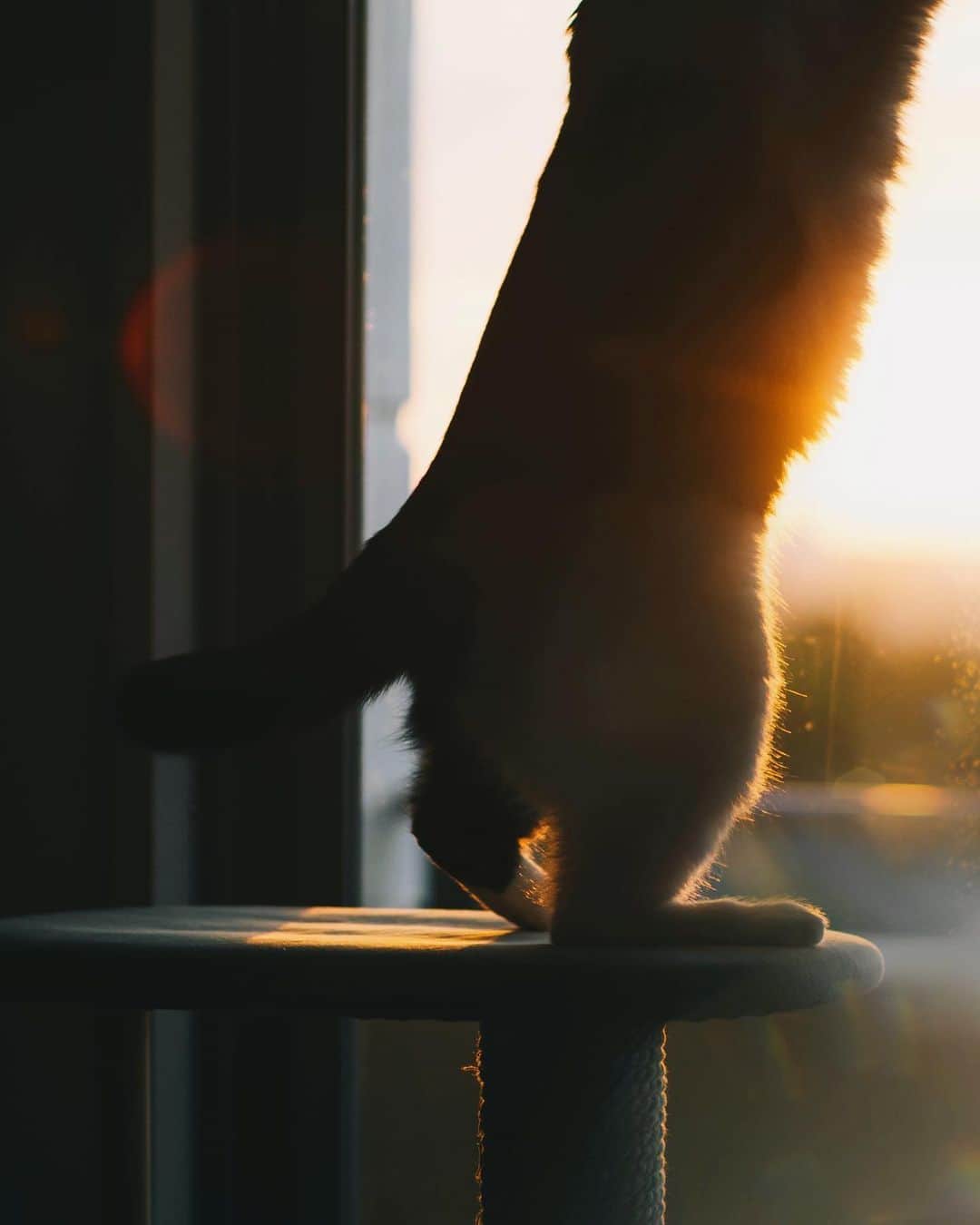 fuka_09さんのインスタグラム写真 - (fuka_09Instagram)「⁡ Sunset ⁡ ⁡ #猫との暮らし ⁡ #Zfc #Nikoncreators」9月8日 19時01分 - fuka_09