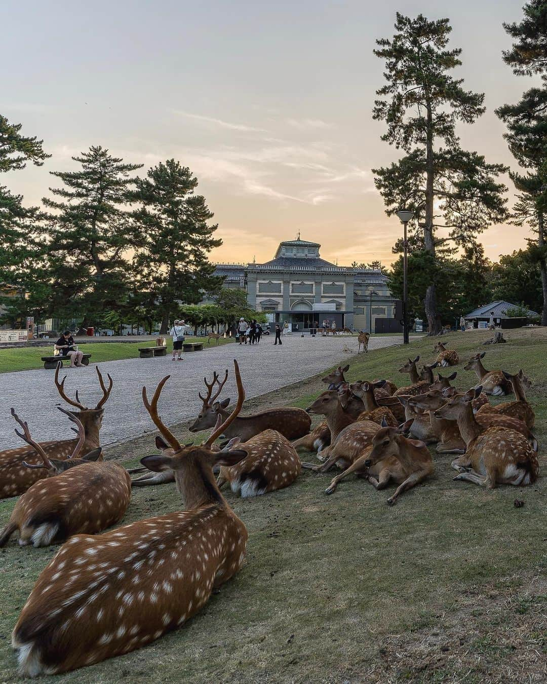 иαяα & куσтσ νιятυαℓ ωσяѕhιρのインスタグラム：「. 夕涼 . 奈良公園の鹿さん達の日常🦌 のんびり過ごす彼らとの共存がこれからも続きますように。 Nara Deer Park. Nara Prefecture Japan. .  #鹿 #鹿活 #奈良公園 #奈良の鹿 #奈良公園の鹿 #わたしは奈良派 #奈良県景観資産 #nara #narapark #narajapan #naradeerpark #photo_jpn #team_jp_ #lovers_nippon #retrip_nippon #wu_japan #japan_of_insta #team_jp_ #nipponpic #japan_daytime_view」