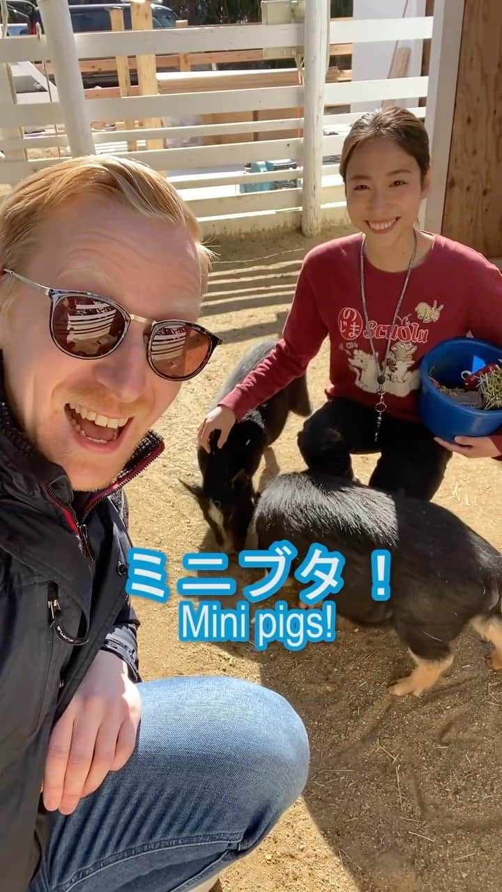 ミスターヤバタンのインスタグラム：「飼育員になったヤバタン！🦙 Zookeeper in Japan!  #ミスターヤバタン #淡路島 #アルパカ #動物 #ヤバタン #やばたん」