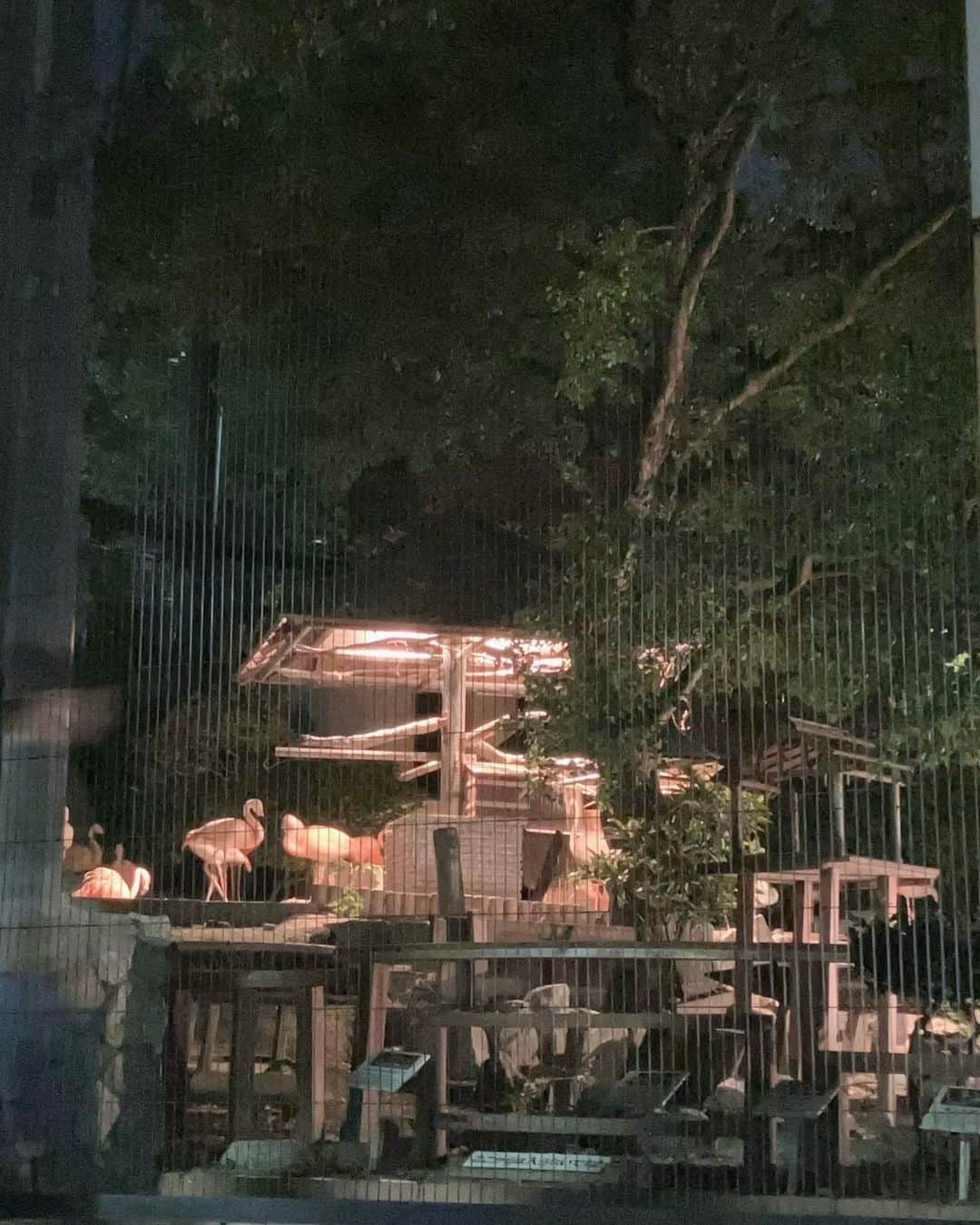 染矢すみれさんのインスタグラム写真 - (染矢すみれInstagram)「〻 夜の動植物園🌙 取材して楽しすぎたので 初日に家族で行ってきました🐘 (時差やば) 明日が最終日みたいです🦩 みなさま良い週末を🫶  #福岡市動植物園 #夜の動物園 #福岡子連れスポット #福岡おでかけ #福岡ママ」9月8日 18時56分 - someya_sumire