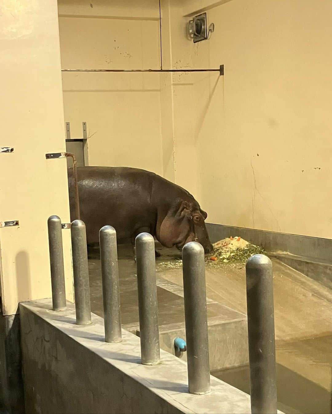 染矢すみれさんのインスタグラム写真 - (染矢すみれInstagram)「〻 夜の動植物園🌙 取材して楽しすぎたので 初日に家族で行ってきました🐘 (時差やば) 明日が最終日みたいです🦩 みなさま良い週末を🫶  #福岡市動植物園 #夜の動物園 #福岡子連れスポット #福岡おでかけ #福岡ママ」9月8日 18時56分 - someya_sumire