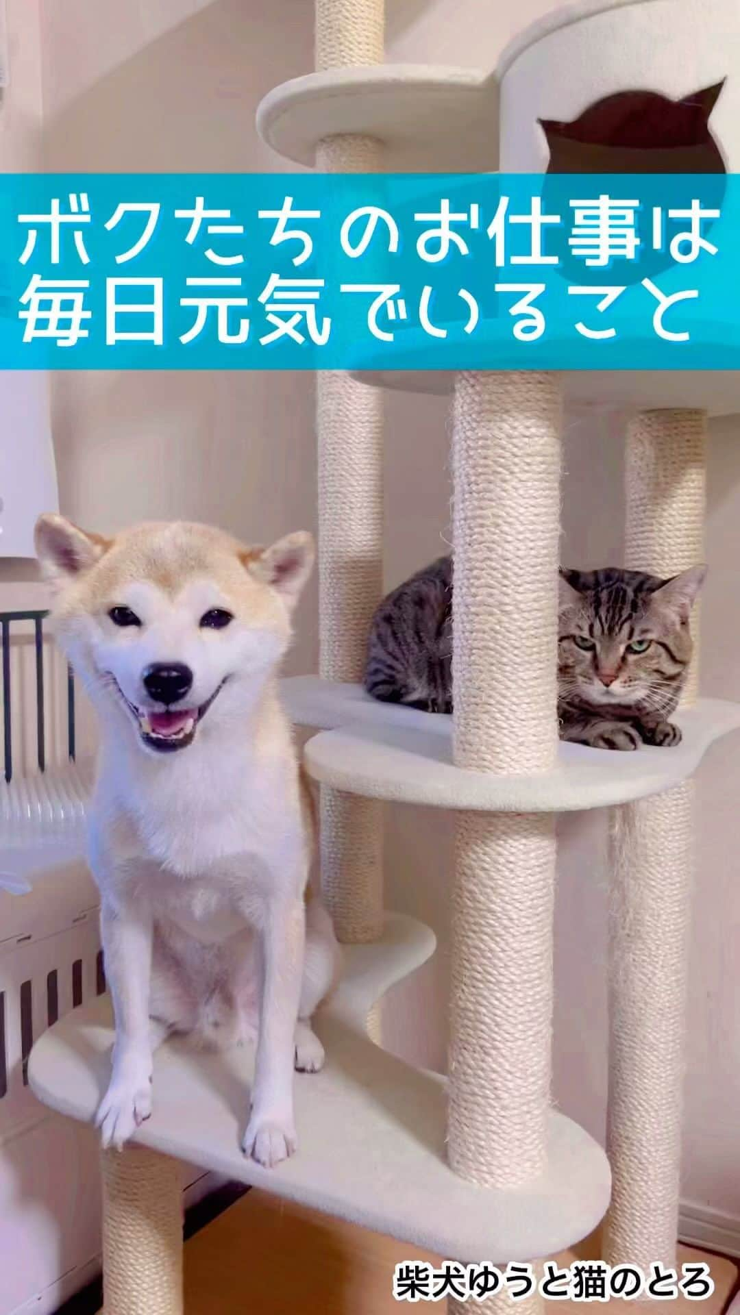 ゆうとろ（柴犬ゆうと猫のとろ）のインスタグラム