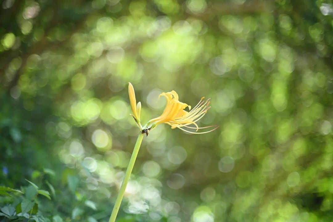 花の写真館のインスタグラム：「Photo by @mitchy11.rs. https://instagram.com/mitchy11.rs/ . Original Post[投稿いただいたURL] https://www.instagram.com/p/CwzqalnPE61/ . 本アカウントは、 #私の花の写真 をつけてInstagramに投稿された皆さまの花の写真や、「花の写真館」Facebookページで投稿された花の写真を紹介します。 「花の写真館」Facebookページは、「 @floral.photograph 」のプロフィールにあるURLからご覧ください。 . ※各種法令、マナー、関係者の指示に従った撮影をお願いします。 *Please ensure that your photography adheres to all relevant laws, etiquette, and instructions issued by authorized persons. ※本アカウントは東京カメラ部がFacebook、Instagramのサービスを利用して運営しているもので、Meta社・Instagramとは一切関係ありません。 . #花の写真館 #floralphotograph #floralphoto #flower #flowers Follow: @floral.photograph」