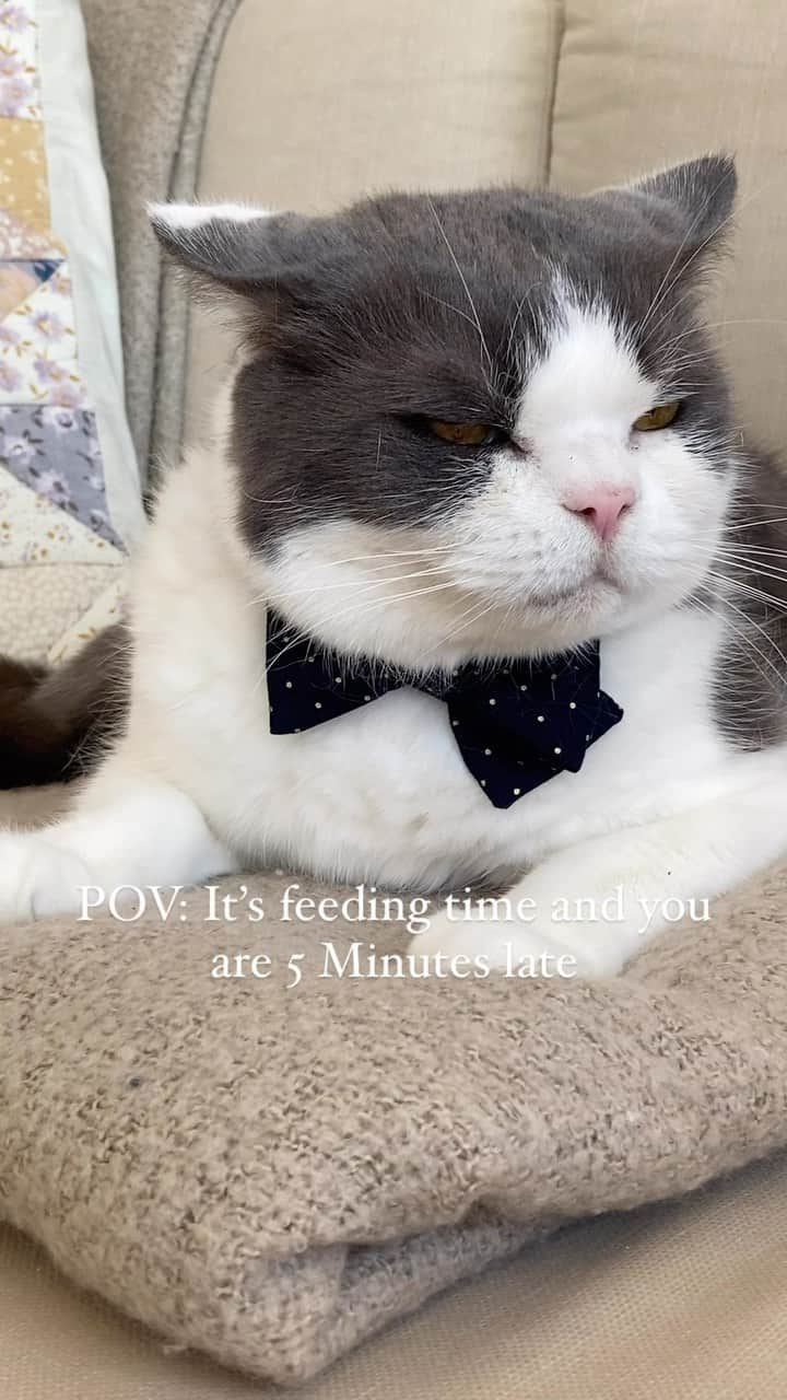 catinberlinのインスタグラム：「How to get into trouble in this house. 🙀🤯 catinberlin.com  #catsofinstagram #cats #cat #catlife #catinberlin #katze #bowtie #pets #petsofinstagram #animals #cute #adorable #fluffy #weeklyfluff #reels #reel #reelsindia #reelitfeelit #funny」