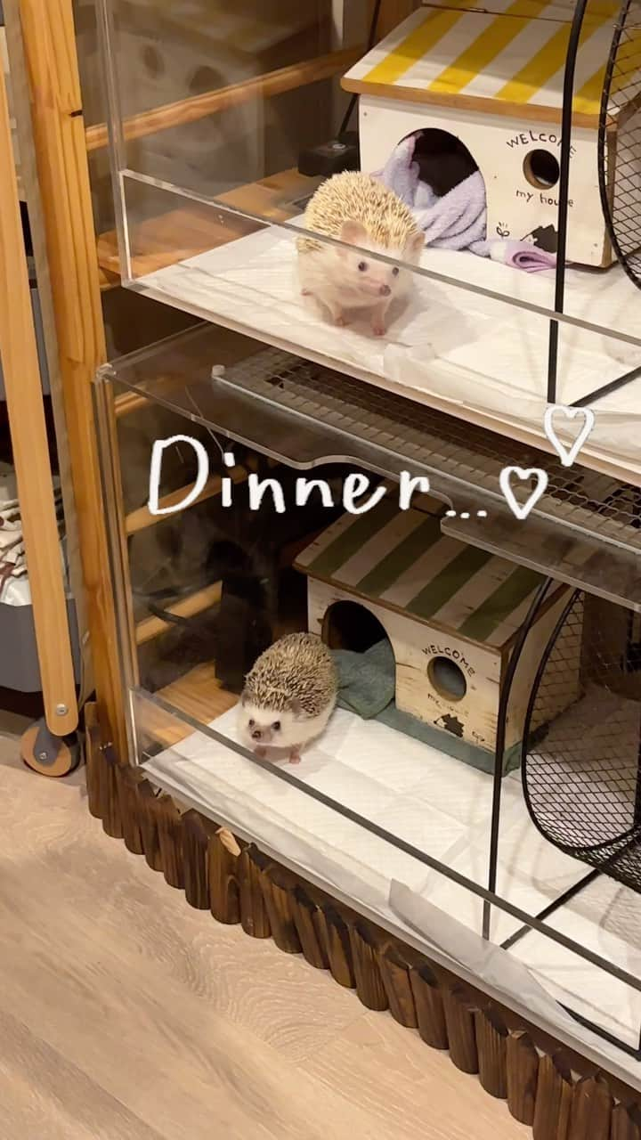 ラド&ティンクのインスタグラム：「My hedgehog's stomach is an extremely accurate clock.   model ： Mia & Liam  我が家のハリネズミのご飯の時間は22時30分。 腹時計がきちんとしてるのか、 時間になると、こうやって ハウスから出てきて待ってる時があるよ🤣🤣  飼い主が飲み会の時とか、 ご飯を頼む人が居ないと この時間になると、 「ご飯待ってるだろうなぁ」と ソワソワしちゃったりします。  食欲あるのは、嬉しいよね❤️  #はりねずみのミア #はりねずみのリアム #はりねずみ #ハリネズミ #針鼠 #igersjp #pecotv #hedgehog #hedgie」