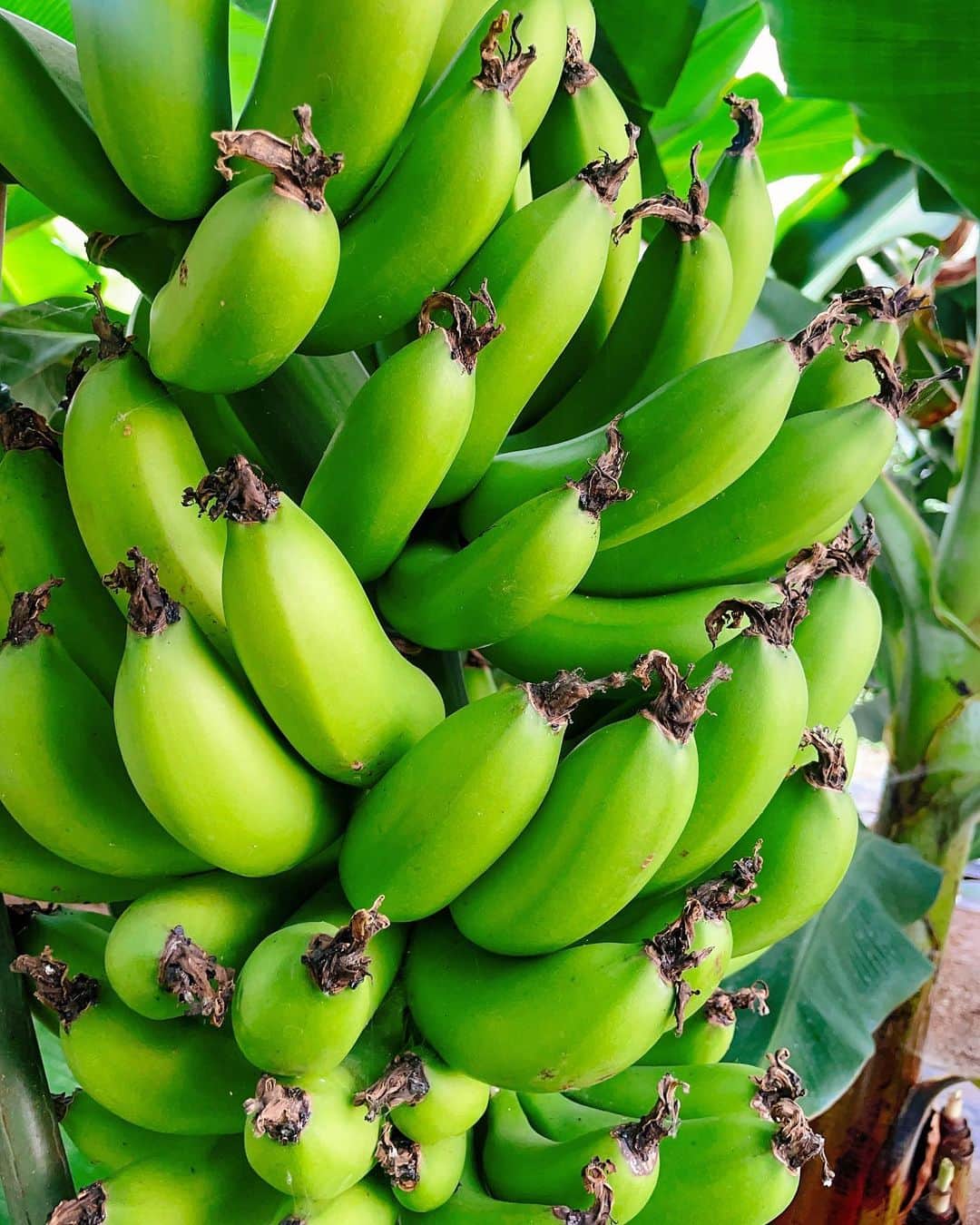 和田美枝さんのインスタグラム写真 - (和田美枝Instagram)「バナナって木になるものだと。。。  ジャングルみたいな中を進んで行ったら〰️  実際は大きな葉っぱのとこになっていた🍌🍌🍌  初めて見たバナナの花（②枚目）は、大きくて、なんだか動きだしそうやし。　　  花びらで隠れてるちぃちゃいバナナたちは大きくなるに連れて背筋してる時みたいにそってゆくんやて。  京都で唯一栽培されてる『京都はんなりばなな』さんの農薬不使用皮ごと食べれるバナナはクセになる皮の食感！！  このバナナで作られてる『it’s banana』で飲めるバナナジュースは自然な甘みで濃厚でむーちゃーくーちゃー美味しかったぁ⤴︎  普段よく食べてるのにバナナのこと全然知れてなかった。。。  ゴメンねBANANA🍌  #京都 #kyoto #亀岡市 #京都はんなりばなな #農薬不使用 #皮ごと食べれるバナナ」9月8日 19時56分 - miewada