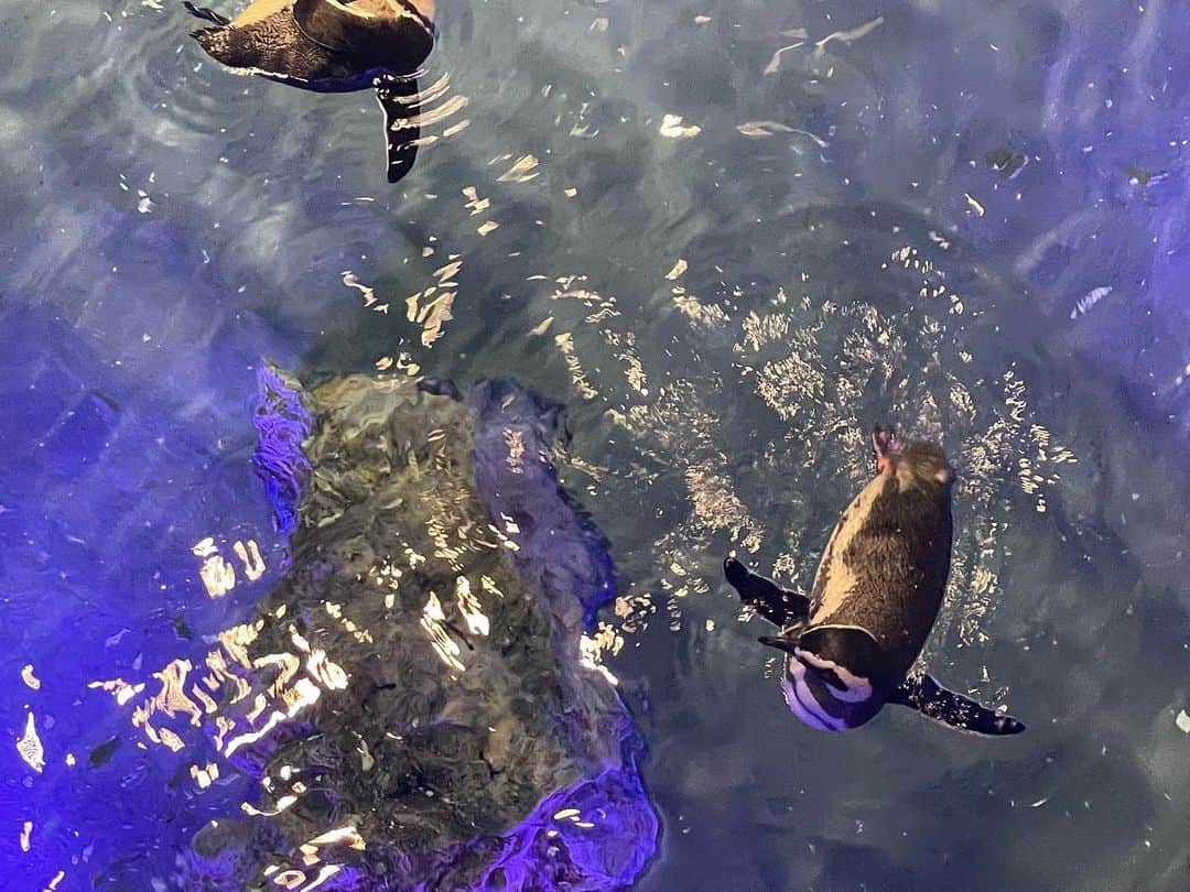 ぱいぱいでか美さんのインスタグラム写真 - (ぱいぱいでか美Instagram)「ちょうど一年前🐠 . ふと一年前何してたかな〜と思って カメラロール見たら ありぼぼと水族館行ってる日だった🐧 今日も仕事の予定ずれなければ会ってるはずだったので 惜しかった(?????) . #水族館 #でか美ちゃん #魚の真正面 #ペンギンの真上」9月8日 20時00分 - paipaidekami