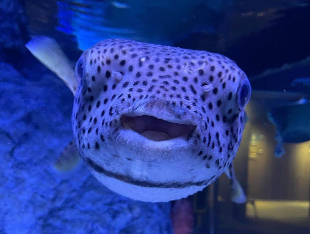 ぱいぱいでか美さんのインスタグラム写真 - (ぱいぱいでか美Instagram)「ちょうど一年前🐠 . ふと一年前何してたかな〜と思って カメラロール見たら ありぼぼと水族館行ってる日だった🐧 今日も仕事の予定ずれなければ会ってるはずだったので 惜しかった(?????) . #水族館 #でか美ちゃん #魚の真正面 #ペンギンの真上」9月8日 20時00分 - paipaidekami