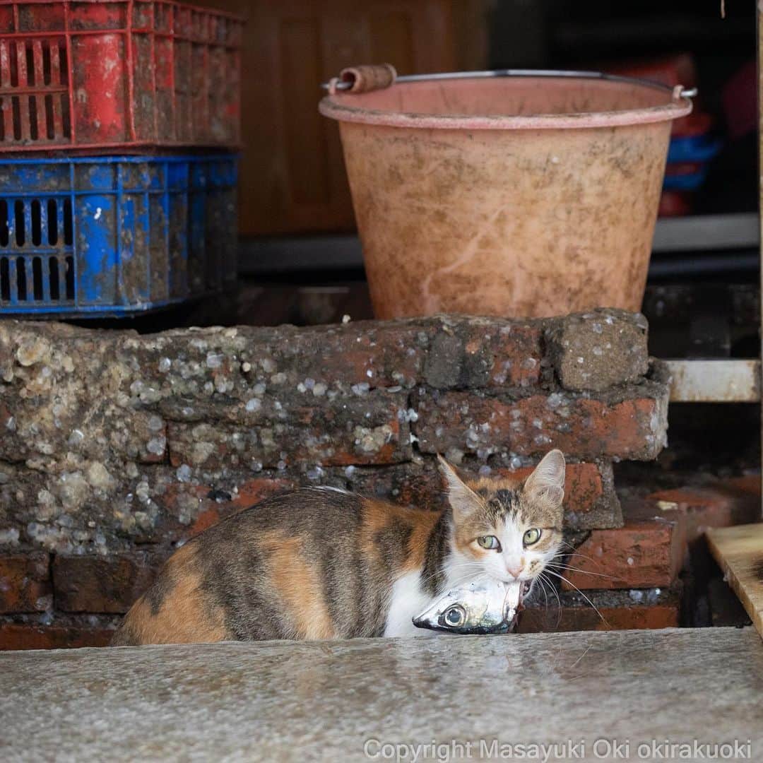 Masayukiのインスタグラム：「ワイルドキャット。  #cat #ねこ #猫 #東京カメラ部 #nekoclub  #yourshotphotographer  #my_eos_photo」