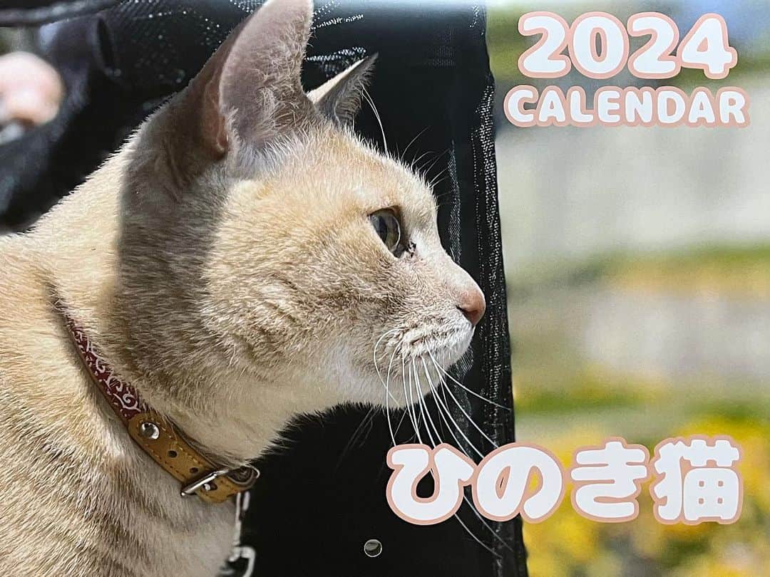 ひのき猫のインスタグラム：「2024年のカレンダーサンプルが届きました～👏✨  良い出来です👍  ・ ・ ・  #ひのき猫  #ひのき  #カレンダー2024  #良い仕上がり  #かわいい猫  #顔拭けば良かった  #にゃんすたぐらむ  #cat  #cutecats  #catstagram」
