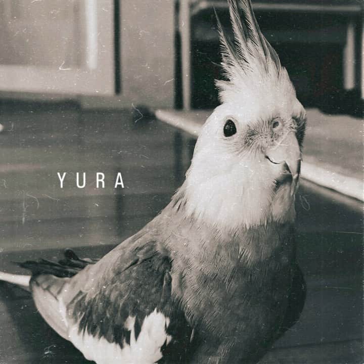 YURAPOi ゆらぽぃのインスタグラム：「キュウ..」