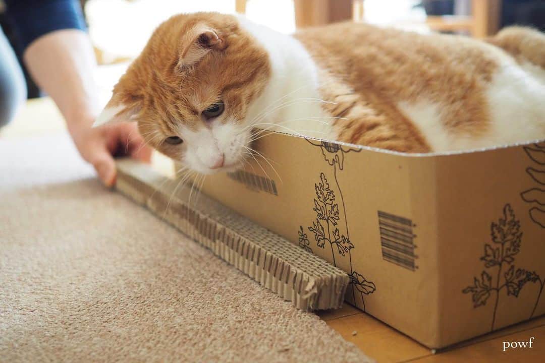 anemone_69のインスタグラム：「🐈 . 爪とぎ交換で マタタビに酔いつつ 遊ぶハカセ。 . ２枚目は動画です。 . . #ハカセとキョウジュ #ハカセとキョウジュmovie #茶トラ白 #茶白 #cat #猫 #保護猫 . . .」