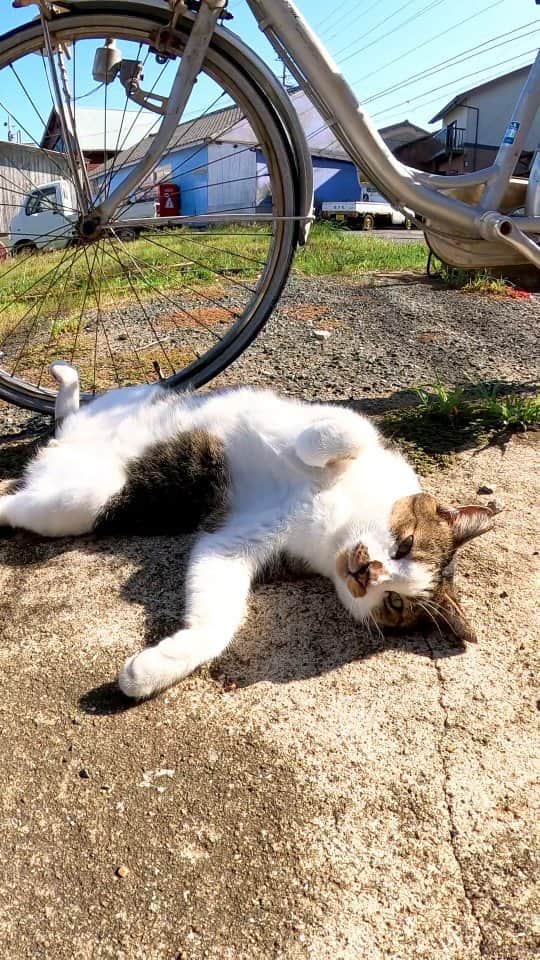 感動猫動画のインスタグラム：「完全に野生を忘れた野良猫」