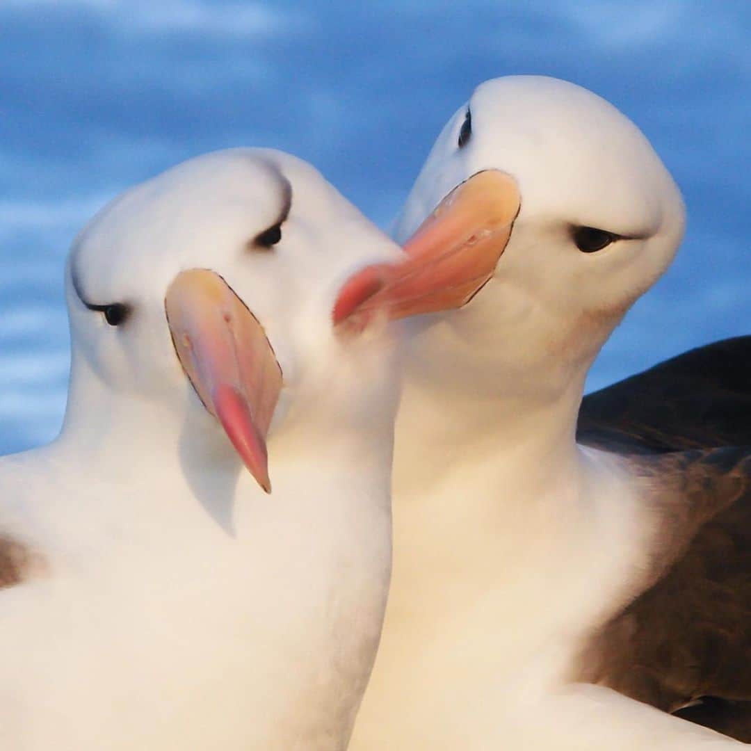 アンジェリーナ・ダニロヴァさんのインスタグラム写真 - (アンジェリーナ・ダニロヴァInstagram)「Wandering albatross.↗️↘️↗️」9月8日 21時40分 - angelinadanilova