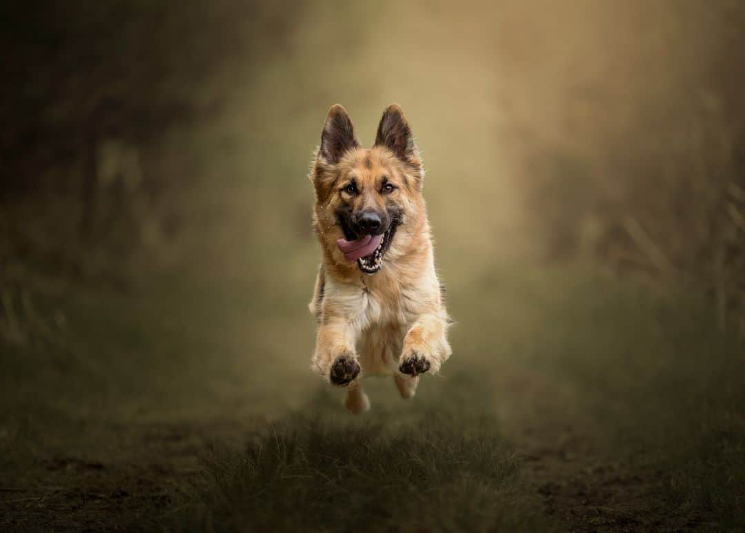 Canon UKさんのインスタグラム写真 - (Canon UKInstagram)「Coming through … 🐾🐕  Make way for Lola, @amielauraphotography's model as she tested out her RF 70-200mm F2.8L IS USM lens to capture the action.  📷 by @amielauraphotography  Camera: EOS R5 Lens: RF 70-200mm F2.8L IS USM Shutter Speed: 1/2000, Aperture: F/2.8, ISO 400  #canonuk #mycanon #canon_photography #liveforthestory」9月8日 21時41分 - canonuk