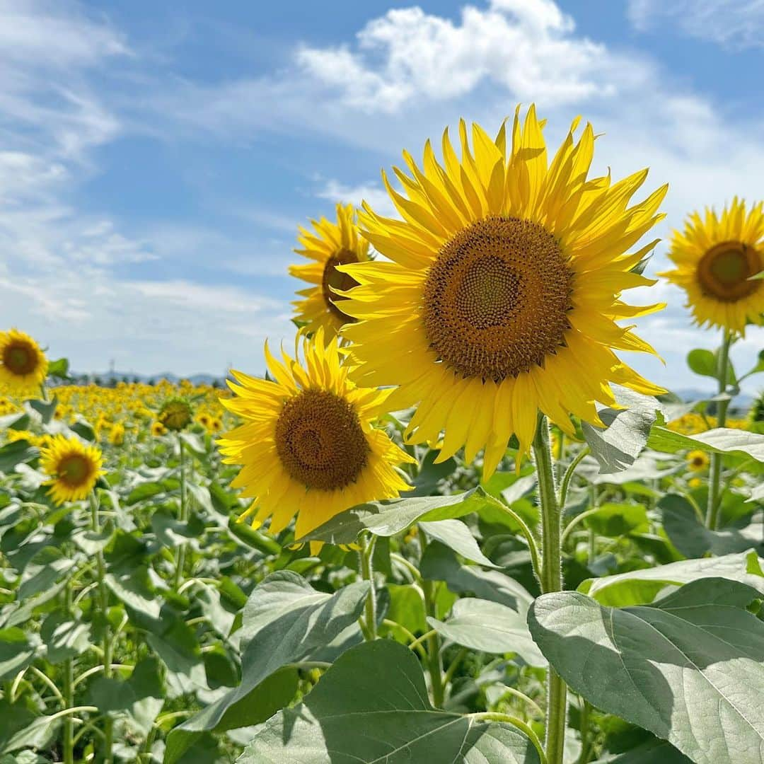 長澤愛のインスタグラム：「𓂃     #ひまわりの丘公園 🌻     𓂃  #ひまわり畑 #小野市 #🌻 #夏の思い出 #3歳 #3歳女の子 #女の子ママ #2児ママ #子供のいる暮らし #キッズコーデ #キッズファッション #キッズヘアアレンジ #shein #子供服 #こども服 #こどもふく」