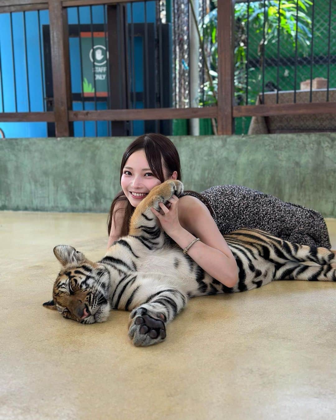 新谷姫加さんのインスタグラム写真 - (新谷姫加Instagram)「トラの子供可愛すぎた😭🇹🇭 人間慣れ凄くしててどんなに触ってもずっと寝てた💤 大きいトラもプールで涼んでて気持ち良い顔が本当に可愛すぎた🐅  #ภูเก็ต」9月8日 22時03分 - hime._.gram