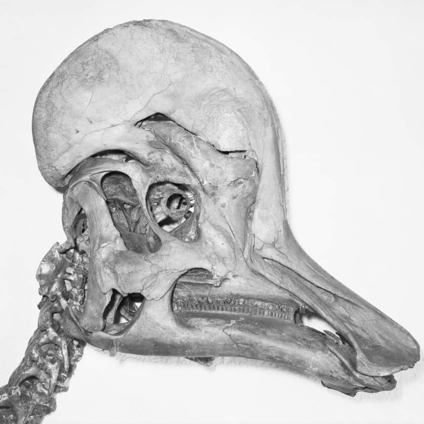 アメリカ自然史博物館のインスタグラム：「Make some noise for Fossil Friday! Corythosaurus was a duck-billed dinosaur that lived in what is now North America. Its name is a nod to the helmets worn by Corinthians in ancient Greece: This species’ strange skull is capped by a crescent-shaped helmet that contains extended tubes, which form elaborate nasal passages. See it up close in the Museum’s Hall of Ornithischian Dinosaurs.  Photo: Image no. 324074 / AMNH Library   #paleontology #science #biodiversity #dinosaurs #museum #amnh #didyouknow」