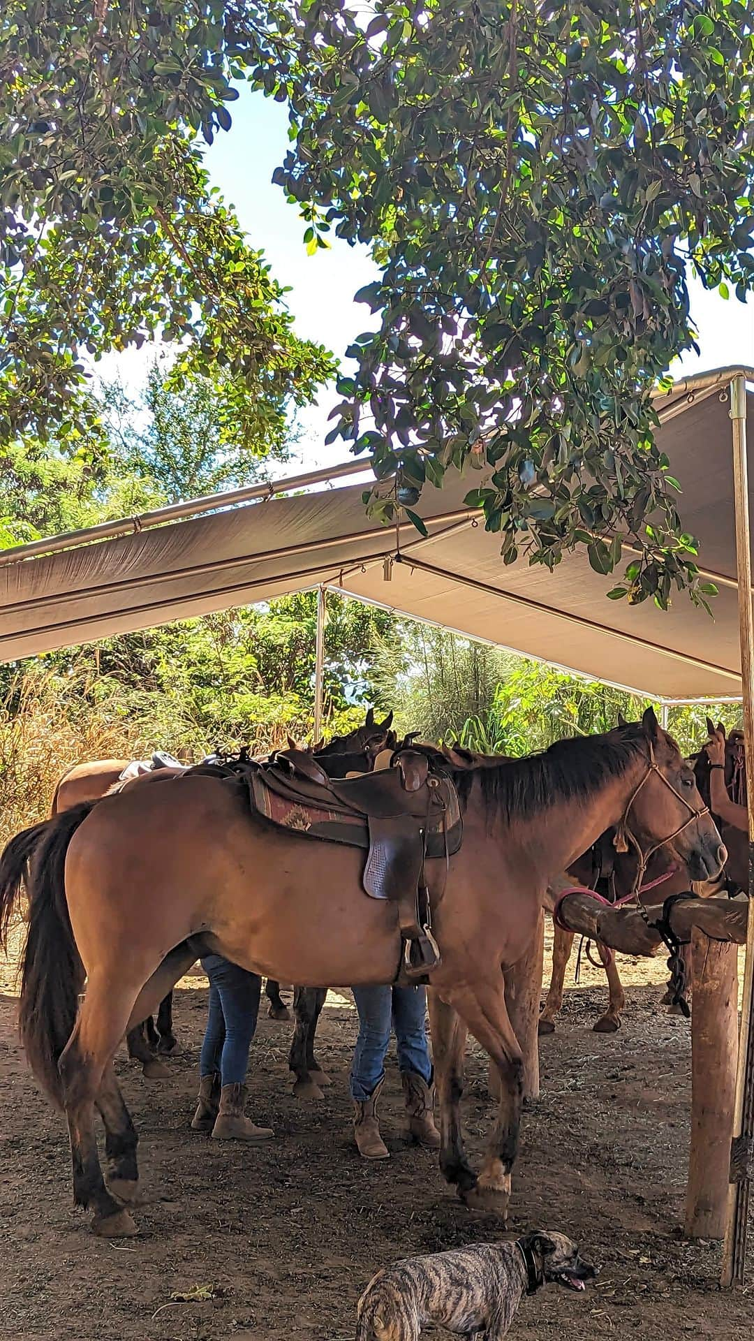 安岡あゆみのインスタグラム：「. ノースショアのワイアルアにある自然豊かな牧場 @north_shore_stables_hawaii でホーストレッキングをしました🏇 朝からワクワクしながら行ったのですが、私が乗ったクリステルちゃんはかなり自由な子でして、たまにあっちへフラフラこっちへフラフラ、途中草を食べたりマイペースに進行🐴 夫曰くメスのお馬さんの方が気が強くて我儘らしい🙂（ニンゲンモダネ） ビビりな私はハラハラドキドキでしたが、牧場を抜けると目の前にはワイアルアビーチが広がっていて圧巻の絶景⛱️ 写真を撮る余裕がなかったのが少々悔やまれますが、きちんと目に焼き付けてきました☺️ 父と母も新婚旅行で訪れた際にノースショアで乗馬をしたと言っていたので同じ場所かな🌺 それにしてもさすがハワイ。日本と比べると説明も服装も緩い😂 一応襟付きポロシャツで行ったのですが、タンクトップやキャミソールだったり紐付きスニーカーもありで、東京乗馬倶楽部との圧倒的な違いを感じました🤔 . . #hawaii #waikiki #northshore #hawaiitrip #hawaiitravel #ayumi_y_travel #northshorestables #ハワイ #ハワイ旅行 #ワイキキ #ノースショア #ノースショアステーブルズ #乗馬」