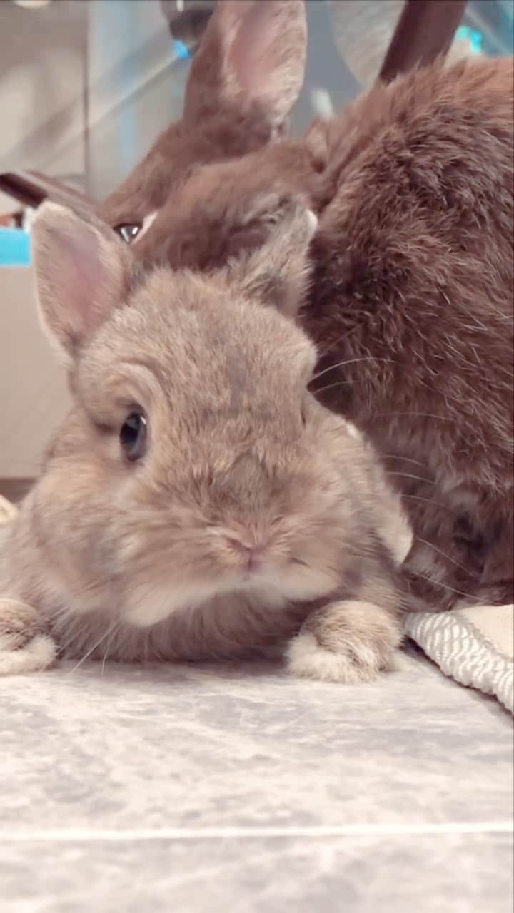 yun.ゆんのインスタグラム：「march.🐻＋sugar.🫧 シュガちゃん マーチにぃにの マッサージをうけて 満足そうでした。🐻🫧 . . . ♪ ♪ ♪ #チャコールグレー組  #うさぎ#ウサギ#ネザーランドドワーフ#ZIP写真部#ふわもこ部#多頭飼い#レモン#マーチ#シュガーくん #rabbits#rabbitsofinstagram #rabbitstagram #petstagram #instapet#cutepetclub #instarabbit  #bunnylove #lapin #pecotv #WeeklyFluff #netherlanddwarf」