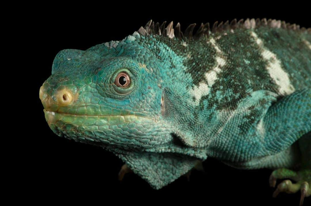 Joel Sartoreさんのインスタグラム写真 - (Joel SartoreInstagram)「What do you think the world looks like through the eyes of this Fiji Island crested iguana? A critically endangered species, life isn’t always easy for this reptile - habitat loss is a constant concern, while domestic cats, mongoose, and rats are all a serious predation threat. However, even in the face of constant uncertainty, recovery efforts on the island of Yadua Taba have proven successful, and the crested iguana has become a local celebrity, being used as a symbol for Fiji biodiversity conservation. Photos taken @tarongazoo.   #Fiji #iguana #reptile #animal #wildlife #photography #animalphotography #wildlifephotography #studioportrait #IguanaAwarenessDay #PhotoArk @insidenatgeo」9月8日 23時04分 - joelsartore