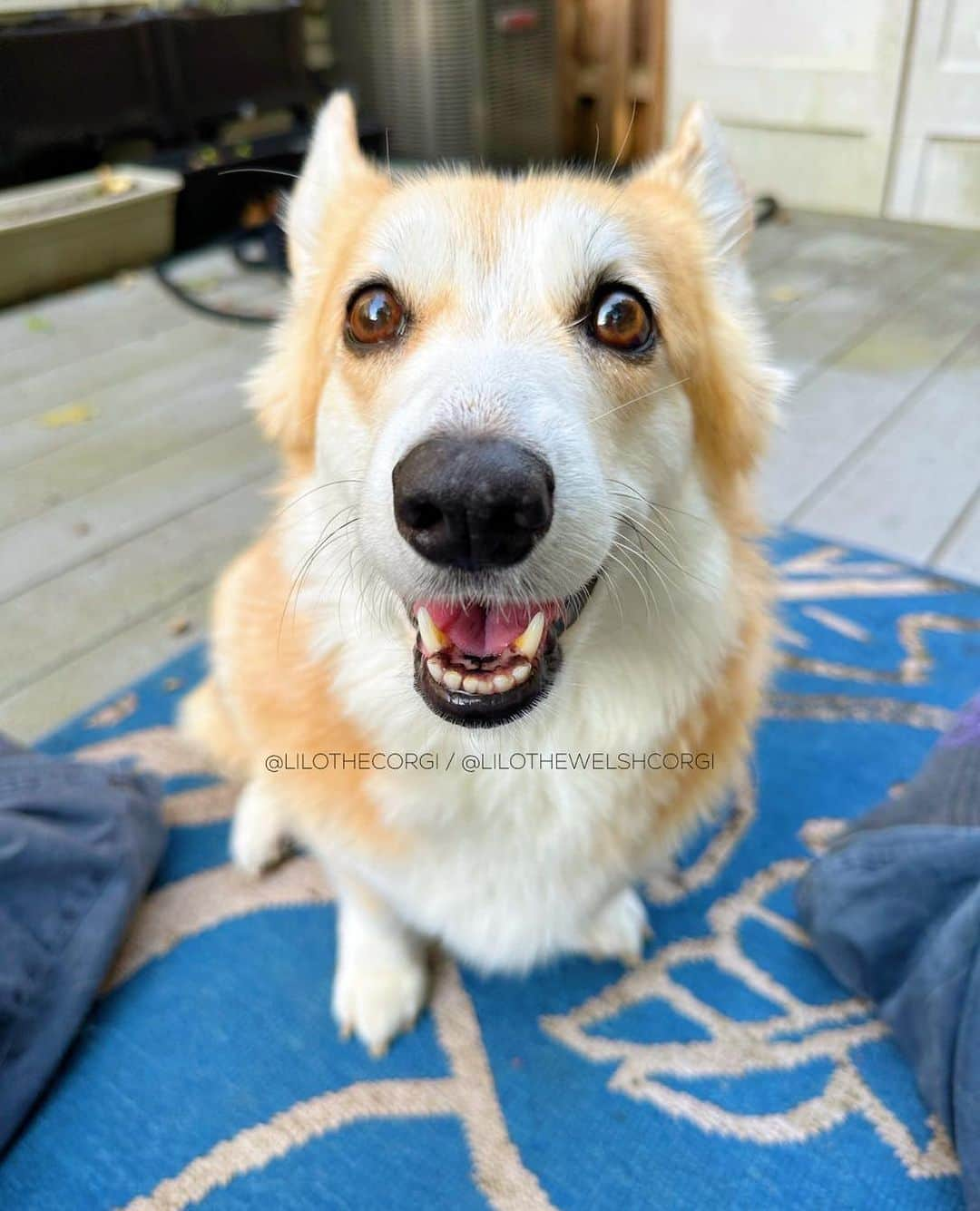 Liloのインスタグラム：「When short work weeks meet the weekend, it’s a recipe for pure joy. Let’s savor every moment! Who’s excited like I am!? 🐶💫 ⁣  . ⁣ .⁣ .⁣ .⁣ .⁣  #corgis #corgicommunity #corgiaddict #dogstagram #corgibutt #corgidog #corgilover #corgination #dog #corgidaily #corgipuppy #corgiworld #dogs #corgilife #pembrokewelshcorgi #corgigram #weeklyfluff #corgilovers #corgistagram #corgisofinstagram #corgilove #dogsofinstagram #corgiplanet #puppy #welshcorgi #corgi」