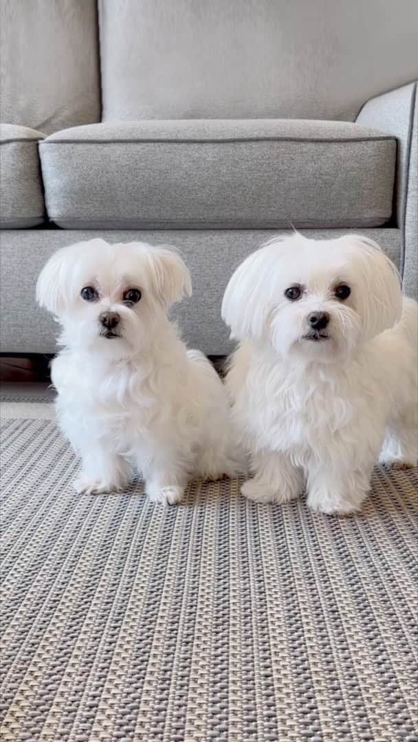 hi.arodのインスタグラム：「When the Friday vibes hit! 💃🏼🕺🏼 #maltese #fridayvibes #dance #happyfriday #foryou #buttdance #dogvideos #funnydogsvideos #dogoftheday #fridaymood #dancer #letsdance #checkthisout #twodogs」