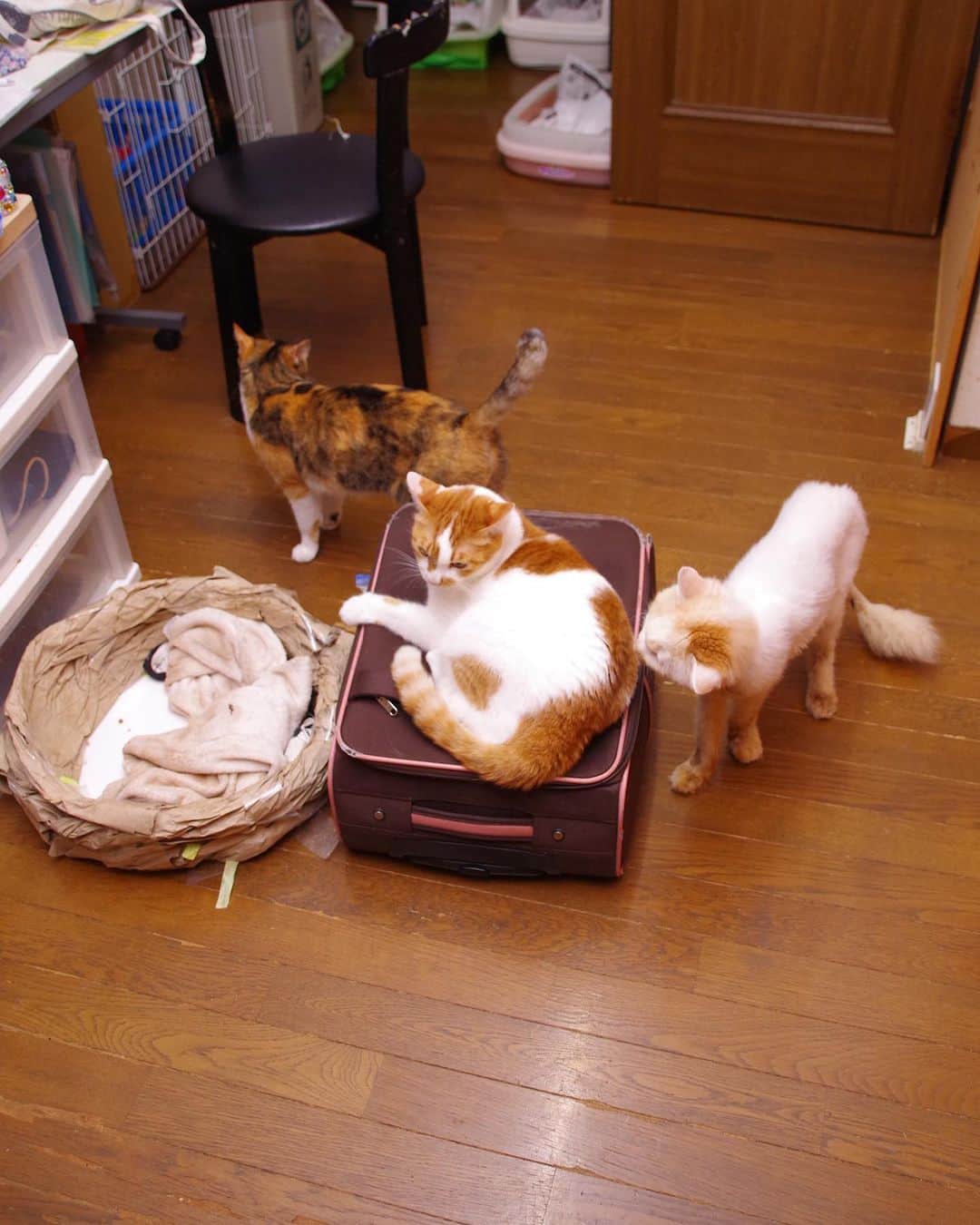 Kachimo Yoshimatsuさんのインスタグラム写真 - (Kachimo YoshimatsuInstagram)「明日から高知の長女の所に。 準備してたら やっぱり、かならず 乗るよね。  他の子も わらわら、集まってくる。  #うちの猫ら #猫 #oinari #okaki #castella #ねこ #ニャンスタグラム #にゃんすたぐらむ #ねこのきもち #cat #ネコ #catstagram #ネコ部 http://kachimo.exblog.jp」9月8日 23時40分 - kachimo