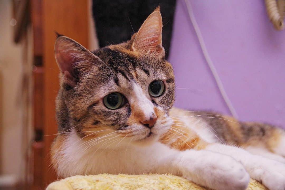 Kachimo Yoshimatsuさんのインスタグラム写真 - (Kachimo YoshimatsuInstagram)「ダラダラ #うちの猫ら #猫 #ねこ #ニャンスタグラム #castella #にゃんすたぐらむ #ねこのきもち #cat #ネコ #catstagram #ネコ部 http://kachimo.exblog.jp」9月8日 23時36分 - kachimo