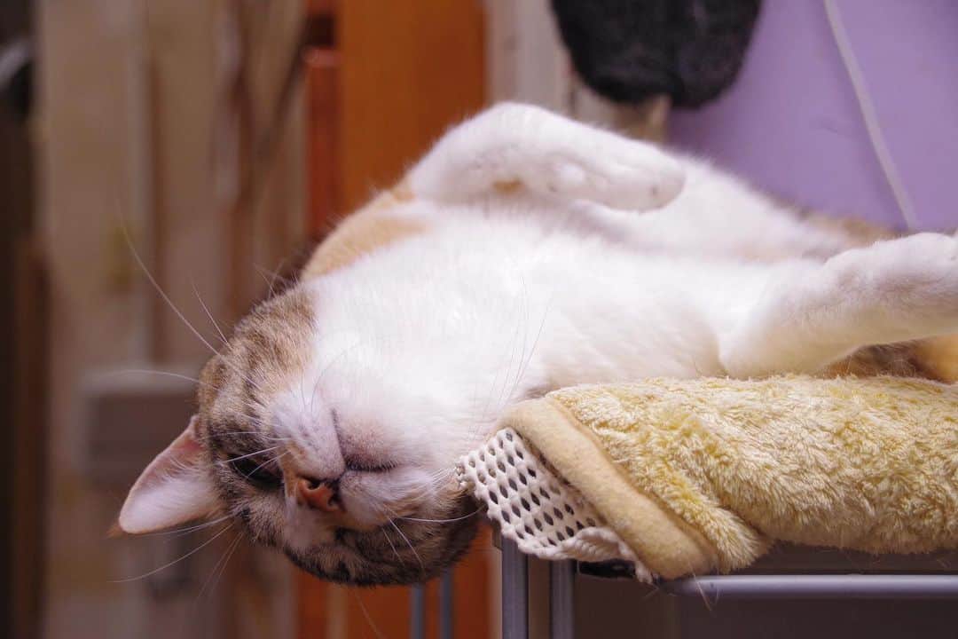 Kachimo Yoshimatsuのインスタグラム：「ダラダラ #うちの猫ら #猫 #ねこ #ニャンスタグラム #castella #にゃんすたぐらむ #ねこのきもち #cat #ネコ #catstagram #ネコ部 http://kachimo.exblog.jp」