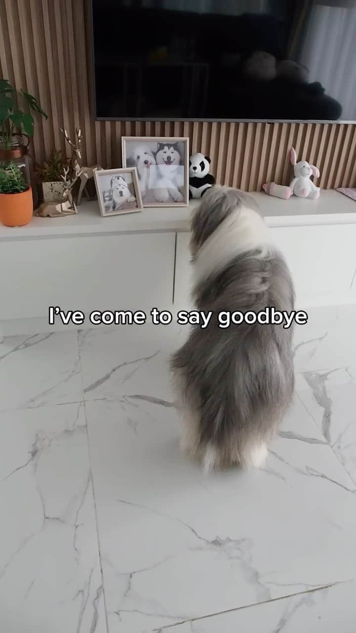 MARUのインスタグラム：「Someone asked me what the most difficult thing about owning a pet was. I replied “the goodbye” #petloss #griefjourney #goodbye #imissyousomuch #bestdogever」