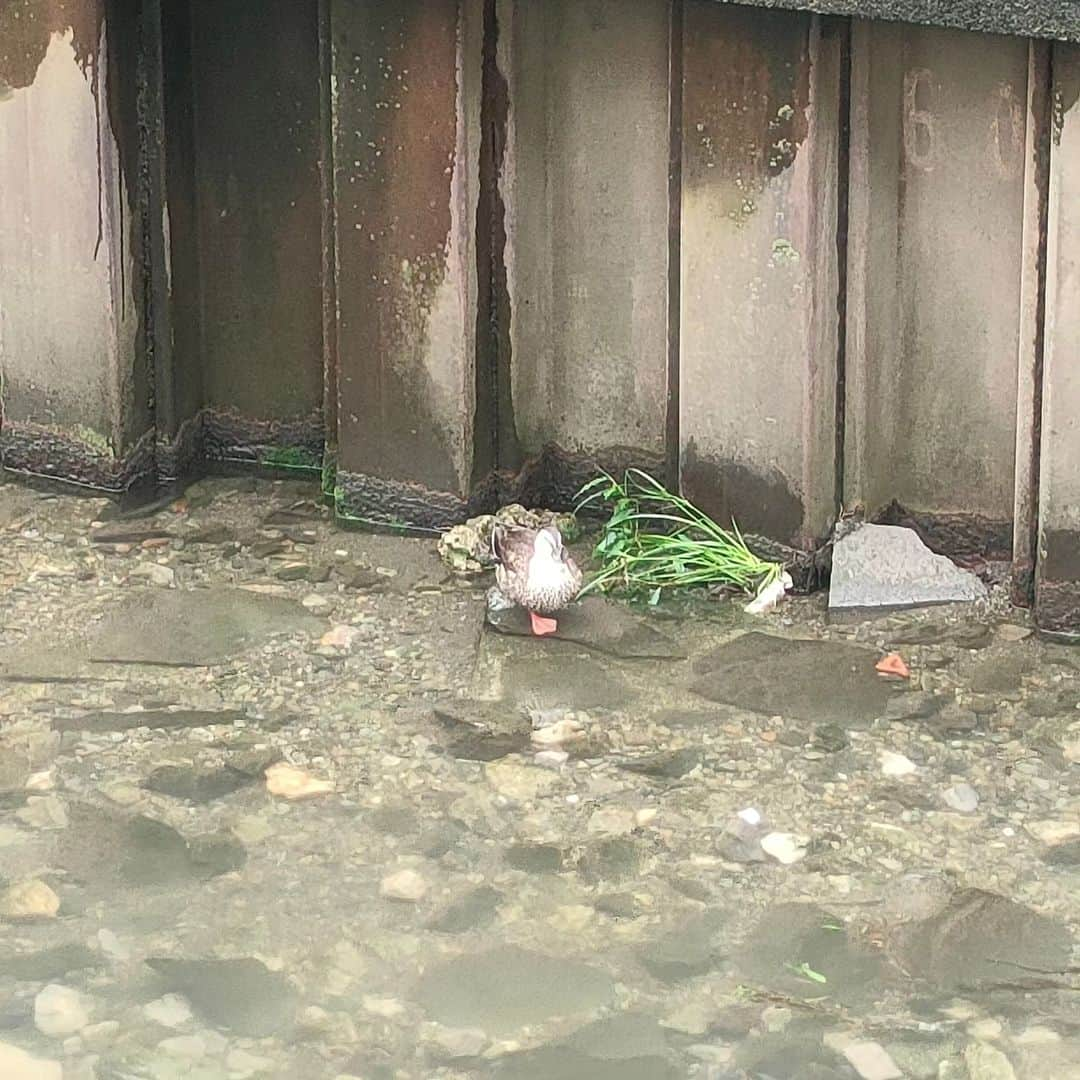 有馬徹さんのインスタグラム写真 - (有馬徹Instagram)「おはようございます。 朝の散歩。小雨で涼しい。レッドブルで目が冴える。  #朝散歩  #朝のルーティン」9月9日 9時13分 - inuarima