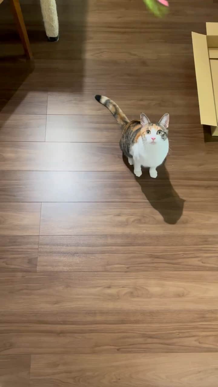 のインスタグラム：「ジャーンプ！！ . . #にゃんすたぐらむ#catsofinstagram  #meowed#9gag #猫のいる暮らし　#ねことの生活　#猫好きさんと繋がりたい#三毛猫　#保護猫#三毛猫すず#calico」